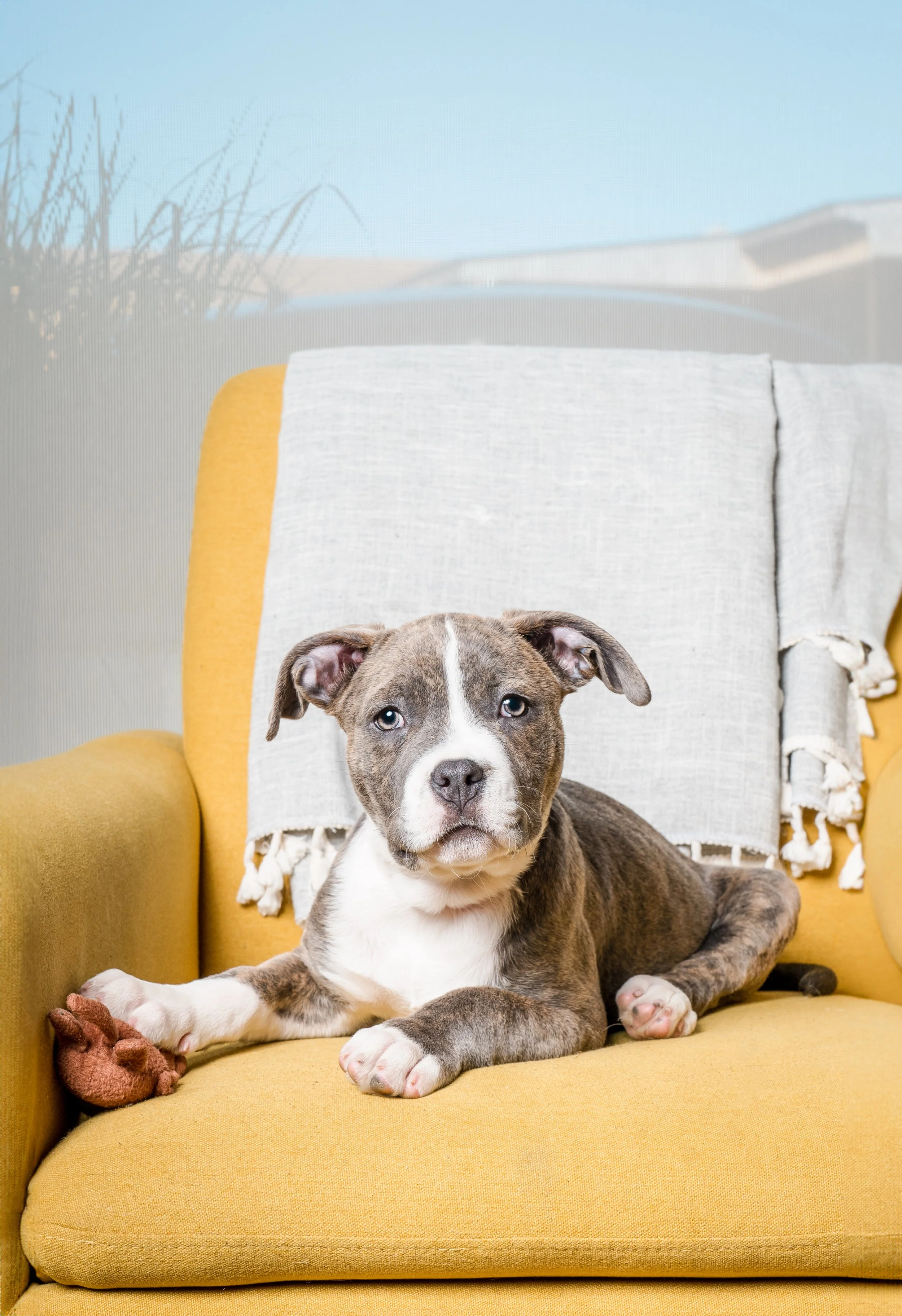 pitbull puppy-1.jpg