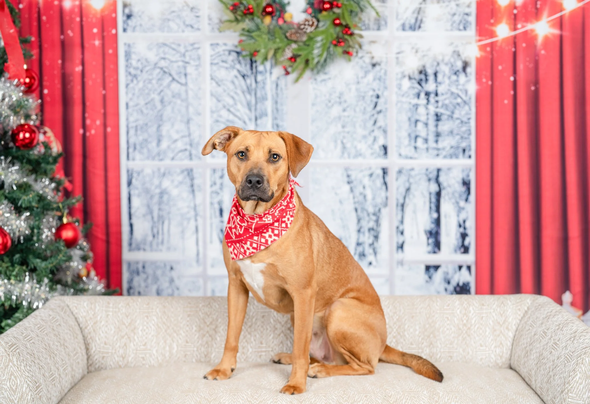 Holiday Pet Photos At Quirk Hotel RVA benefiting Fetch A Cure — Beloved
