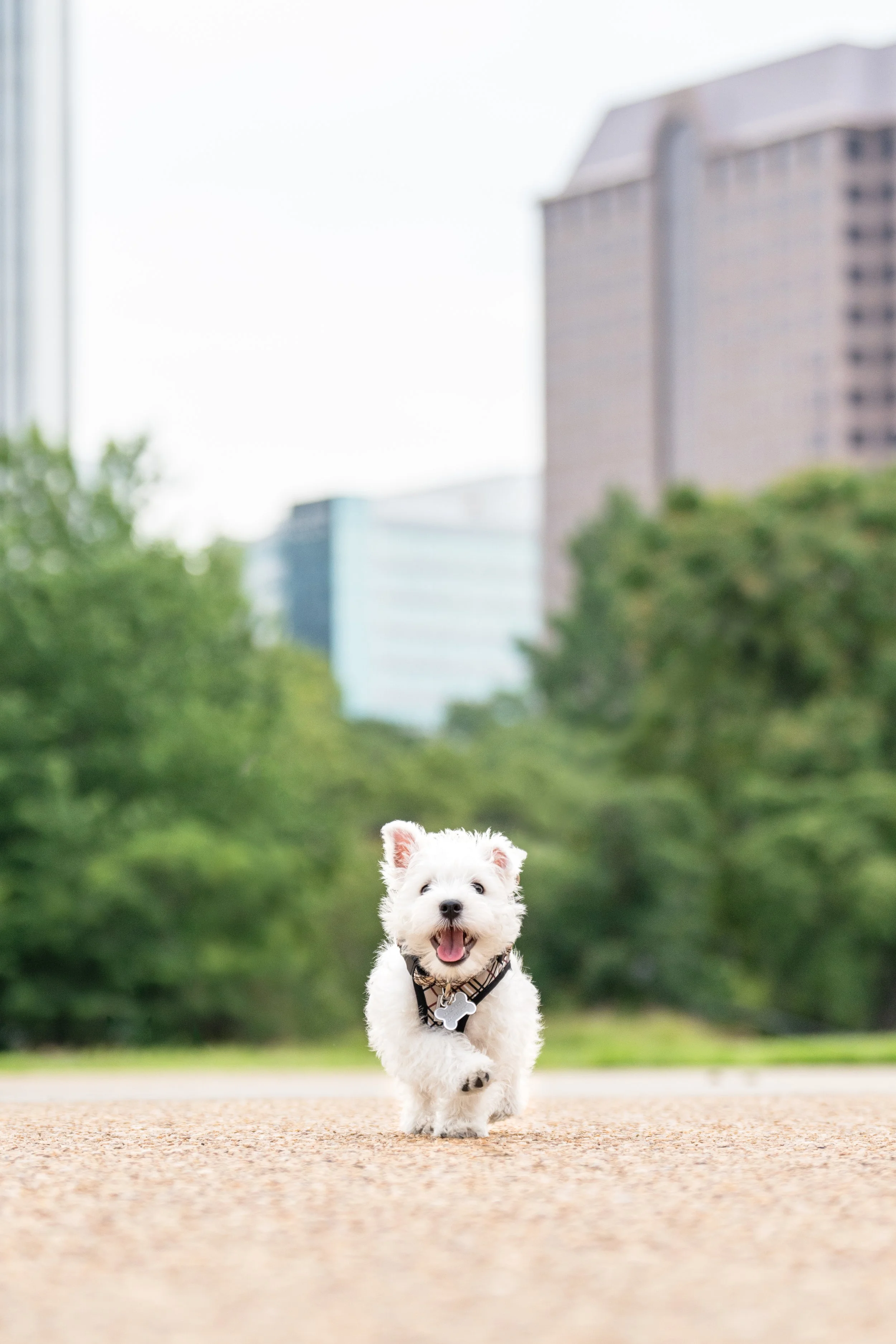 city pup-2.jpg