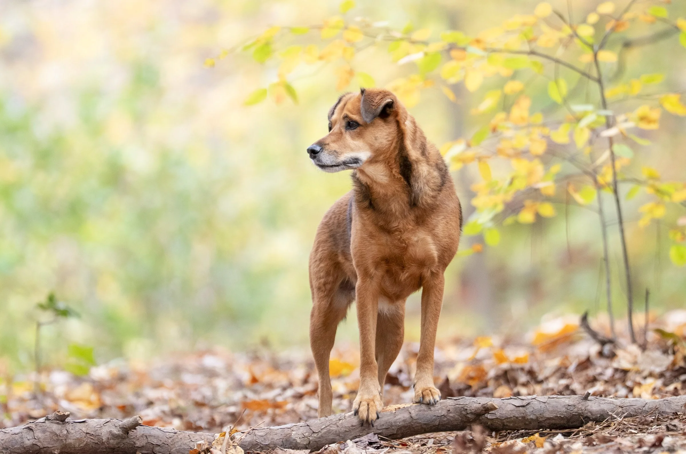 fall photo whiskey.jpg