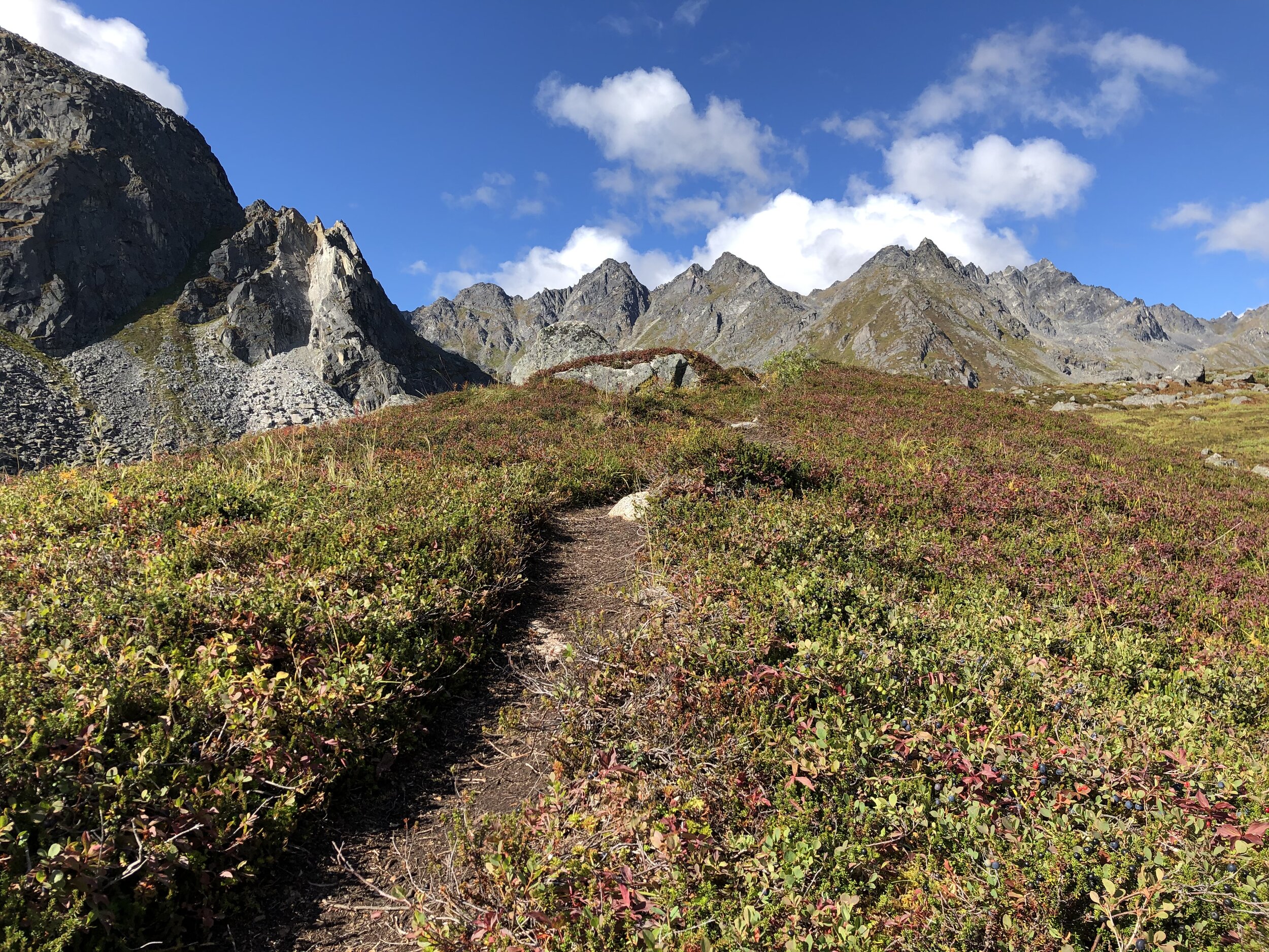  A favorite blueberry-picking and reading spot in Alaska’s Talkeetna Mountains 