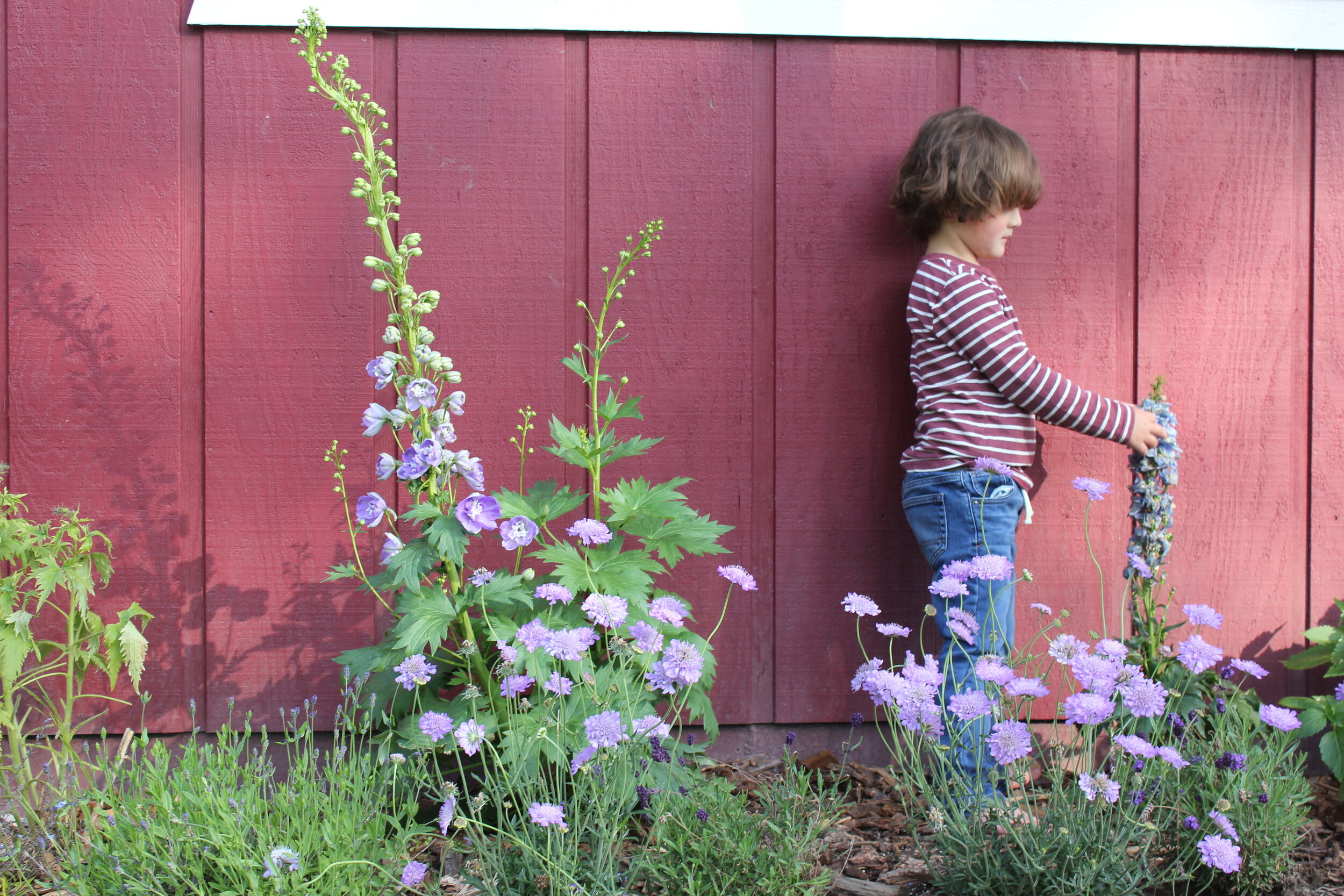 My son among the delphiniums in our garden 