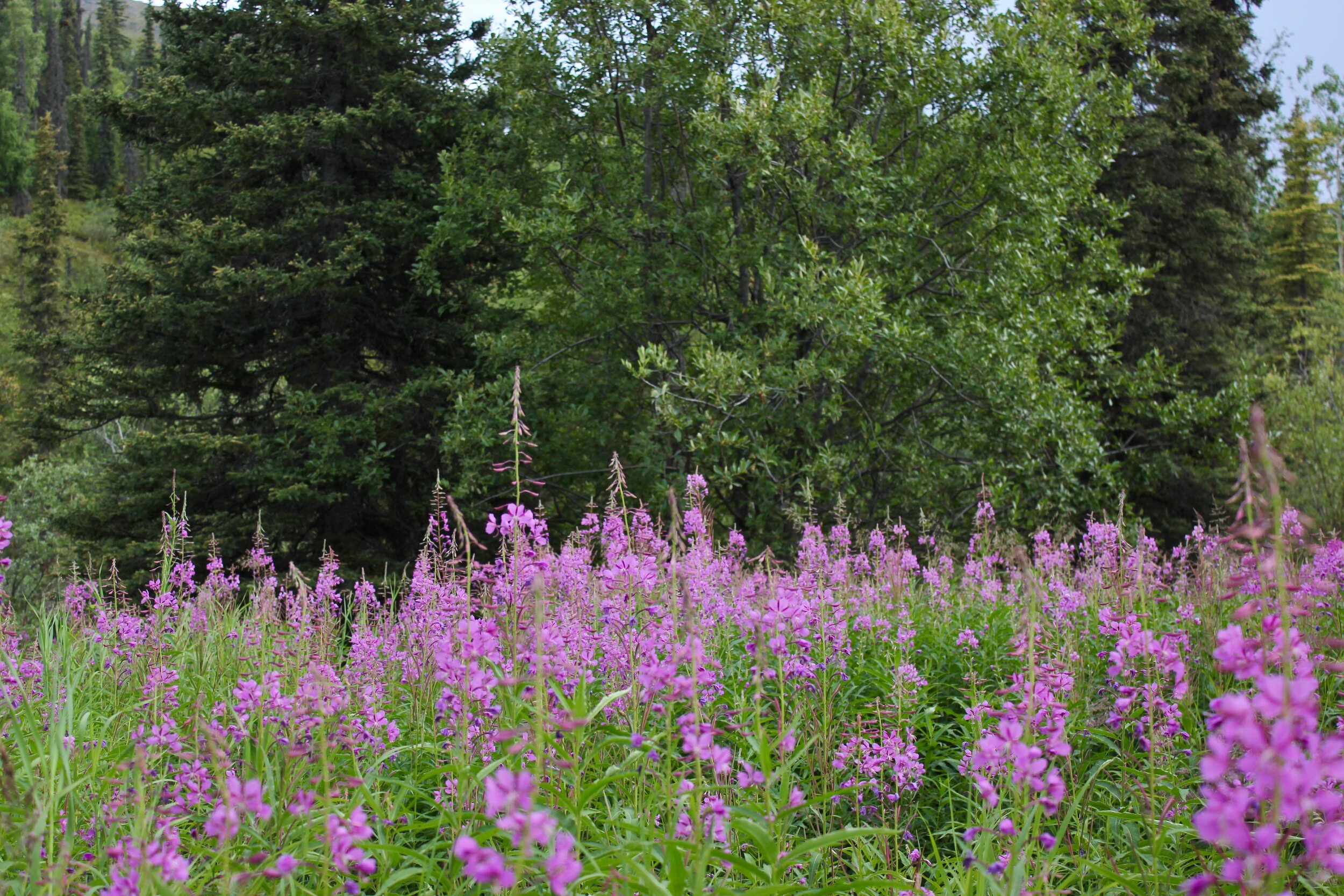  Fireweed—one of my favorite parts of Alaska summers 