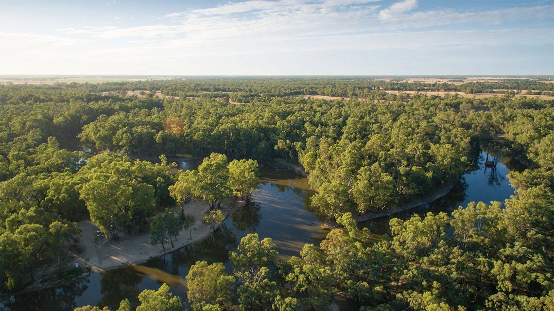 Bird species spotted in the Deniliquin State Forest