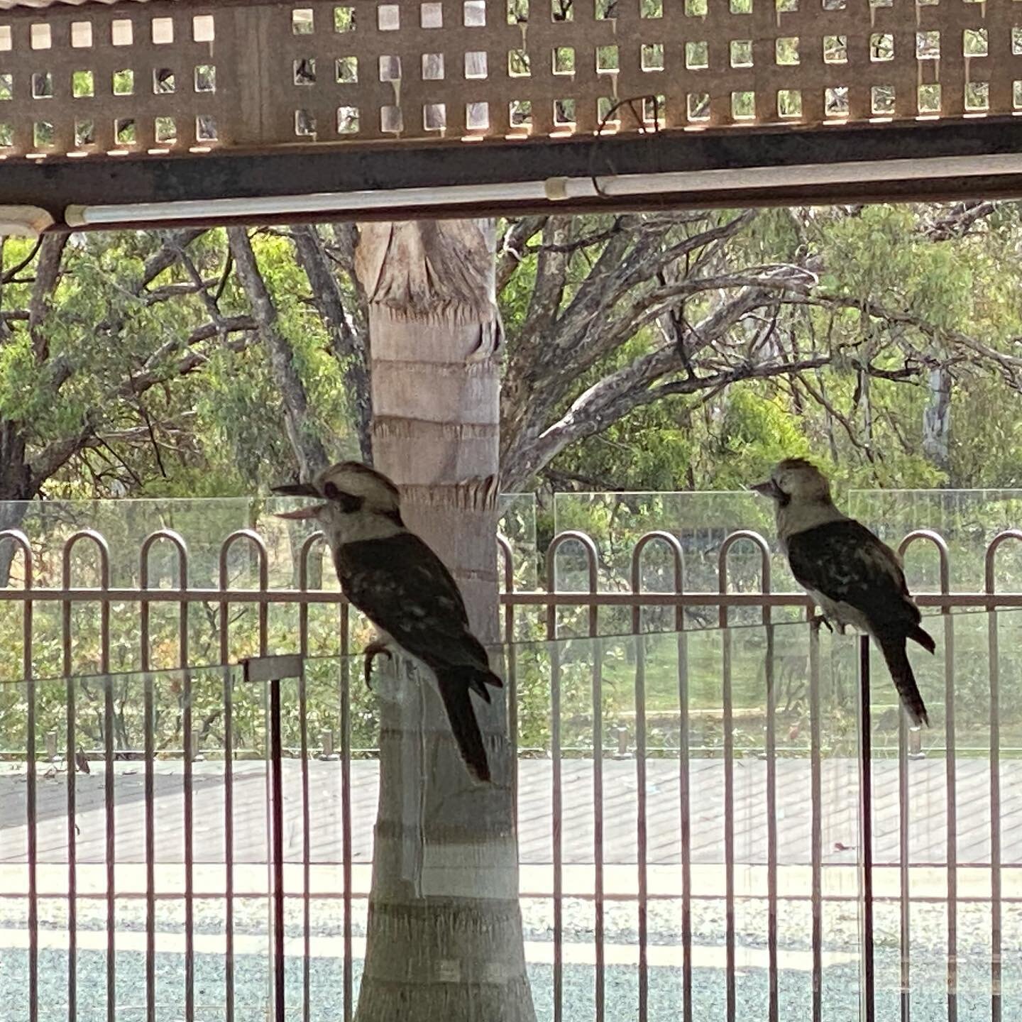 Our #kookaburras escaping from the heat during last month&rsquo;s heatwave!
#denigolfresort 
@visitdeni 
#visitdeni
@discoverdeniliquin 
#discoverdeniliquin
