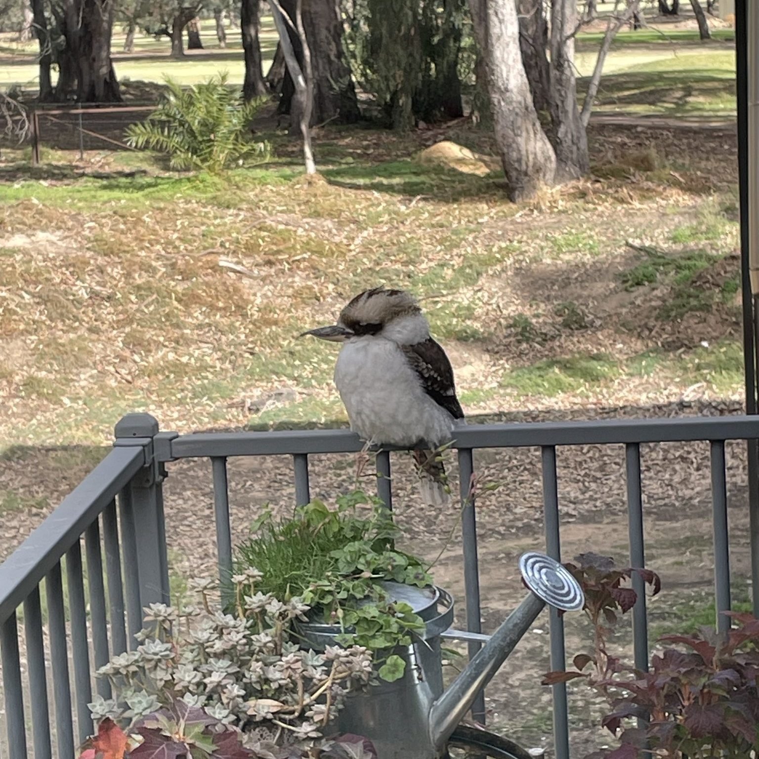 Love winter days that are clear and crisp, and our kookaburras seem to too! Does this feather puff make me look fat?
.
.
.
#visitdeni 
#doitindeni 
#destinationriverinamurray 
#riverinamurray
#visitNSW 
#destination_nsw 
#visitrivercountry 
#visitthe