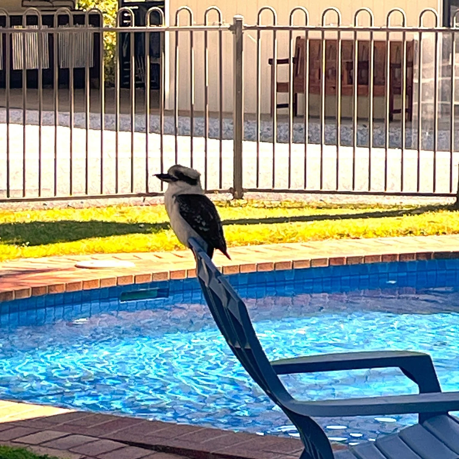 Looks like it's official - the pool is open! 
.
.
.
#visitdeni 
#doitindeni 
#destinationriverinamurray 
#riverinamurray
#visitNSW 
#destination_nsw 
#visitrivercountry 
#visitthemurray 
#visitsuncountry 
#visitriverina 
#feelnsw
#deniliquingolfclub 