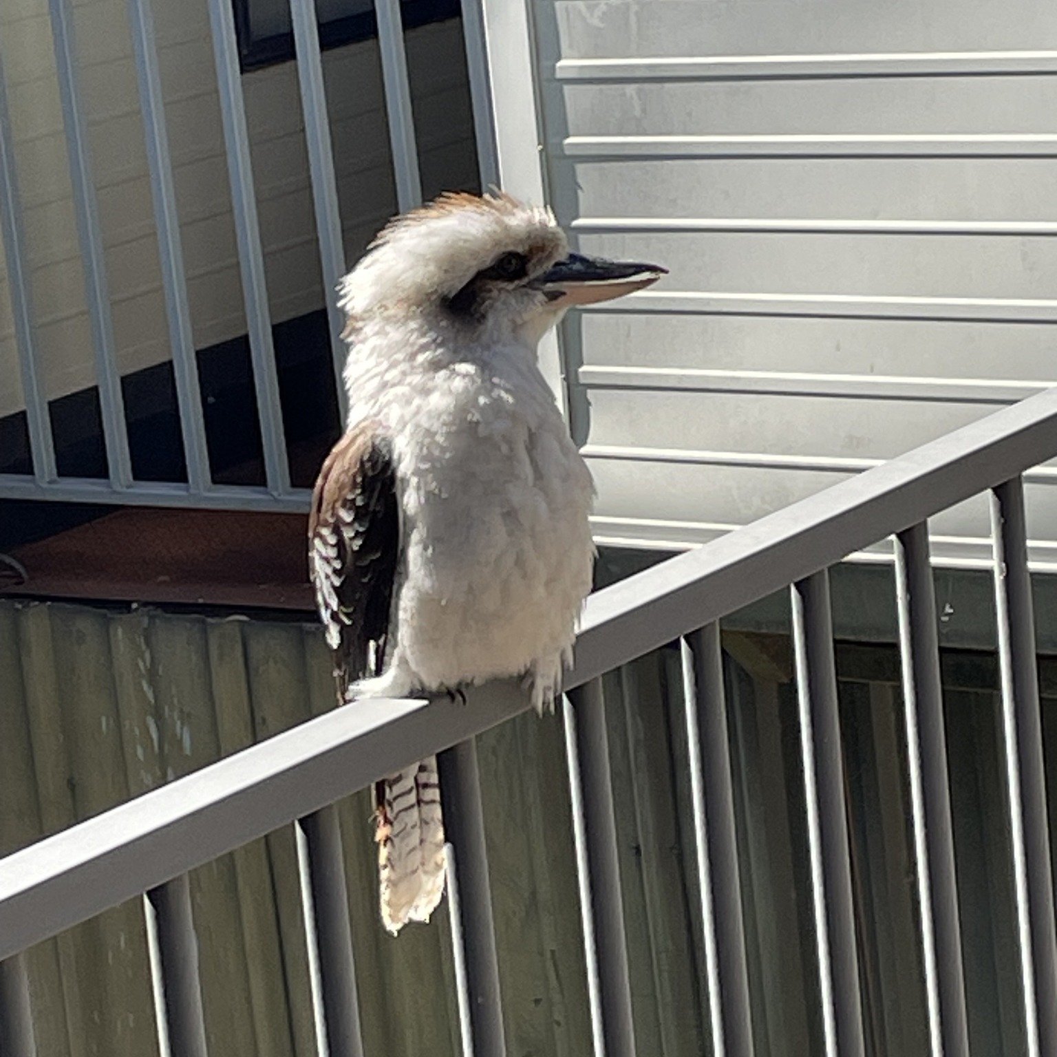 We seem to have a new baby boy - he is quite fearless and follows us around!
.
.
.
Visit Deni 
Deniliquin Business Chamber 
Deniliquin Golf Club 
#visitdeni 
#doitindeni 
#destinationriverinamurray 
#riverinamurray
#visitNSW 
#destination_nsw 
#visit