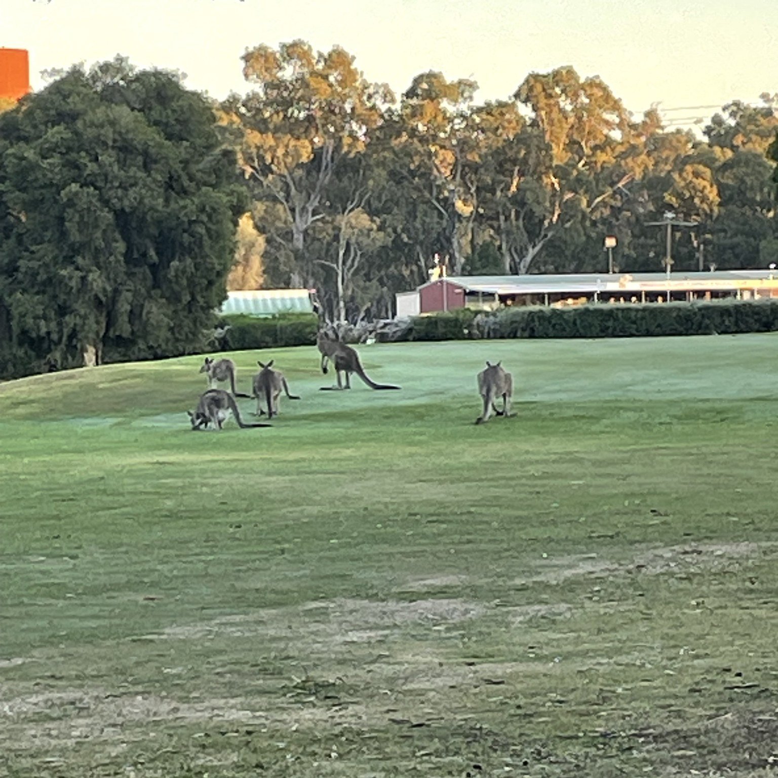 So you want to get onto the green do you?
.
.
.
Visit Deni 
Deniliquin Business Chamber 
Deniliquin Golf Club Club 
#visitdeni 
#doitindeni 
#destinationriverinamurray 
#riverinamurray
#visitNSW 
#destination_nsw 
#visitrivercountry 
#visitthemurray 