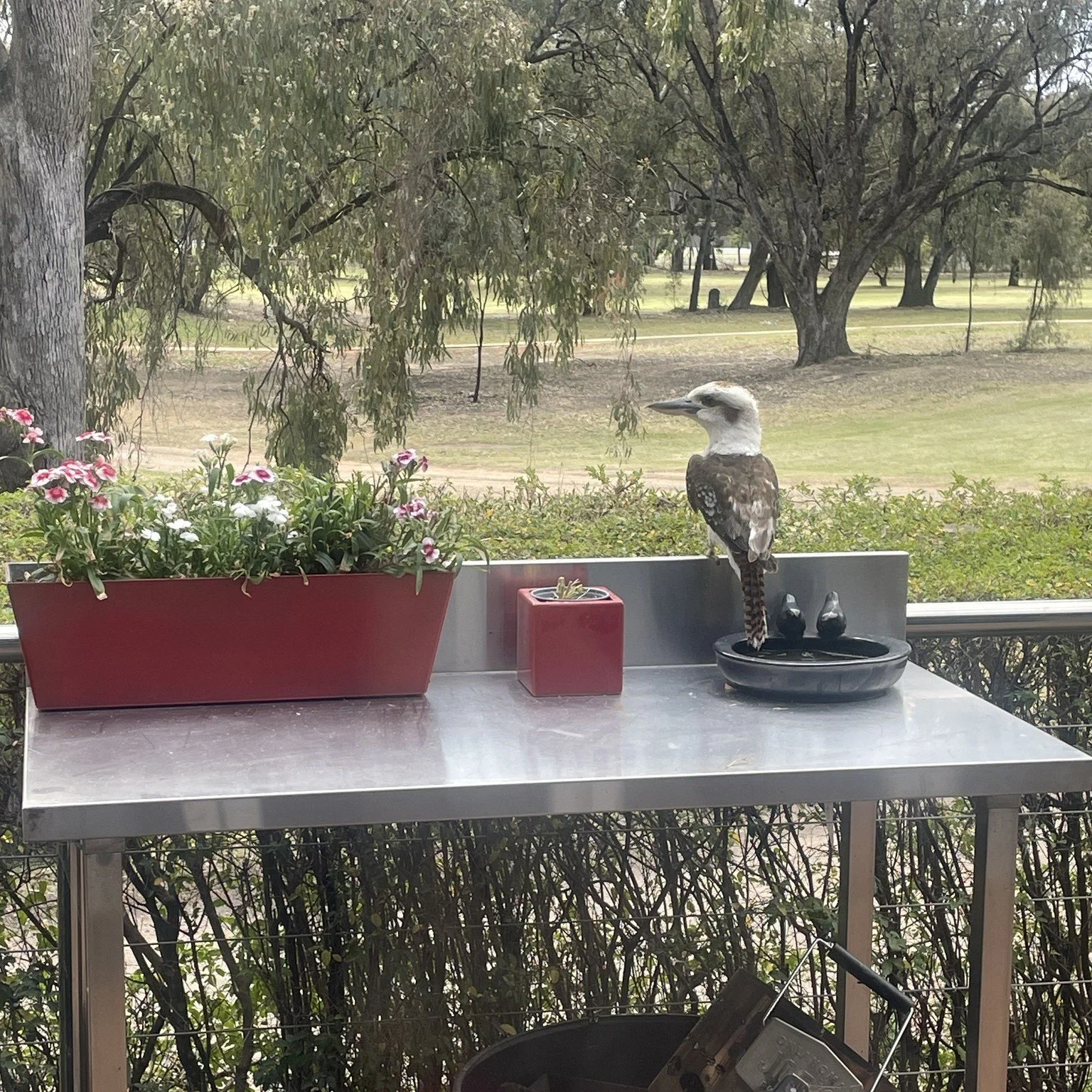 Birds eye view of the course!
.
.
.
Visit Deni
Deniliquin Business Chamber 
Deniliquin Golf Club 
#visitdeni 
#doitindeni 
#destinationriverinamurray 
#riverinamurray
#visitNSW 
#destination_nsw 
#visitrivercountry 
#visitthemurray 
#visitsuncountry 