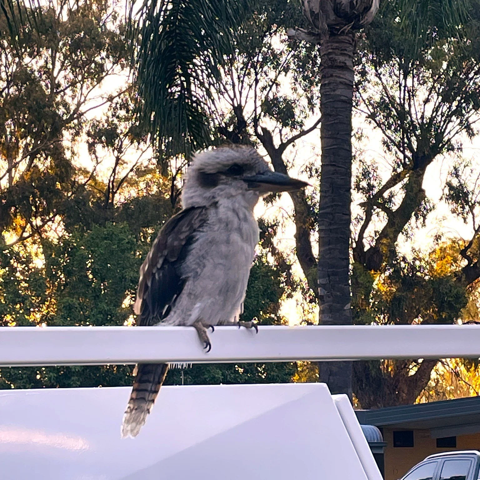 You've heard of the Ute on the Pole - now, may we present the Kookaburra on the Ute! This, and many more amazing experiences await you at Deni Golf Resort!
.
.
.
Visit Deni 
Deniliquin Business Chamber 
Deniliquin Golf Club 
#visitdeni 
#doitindeni 
