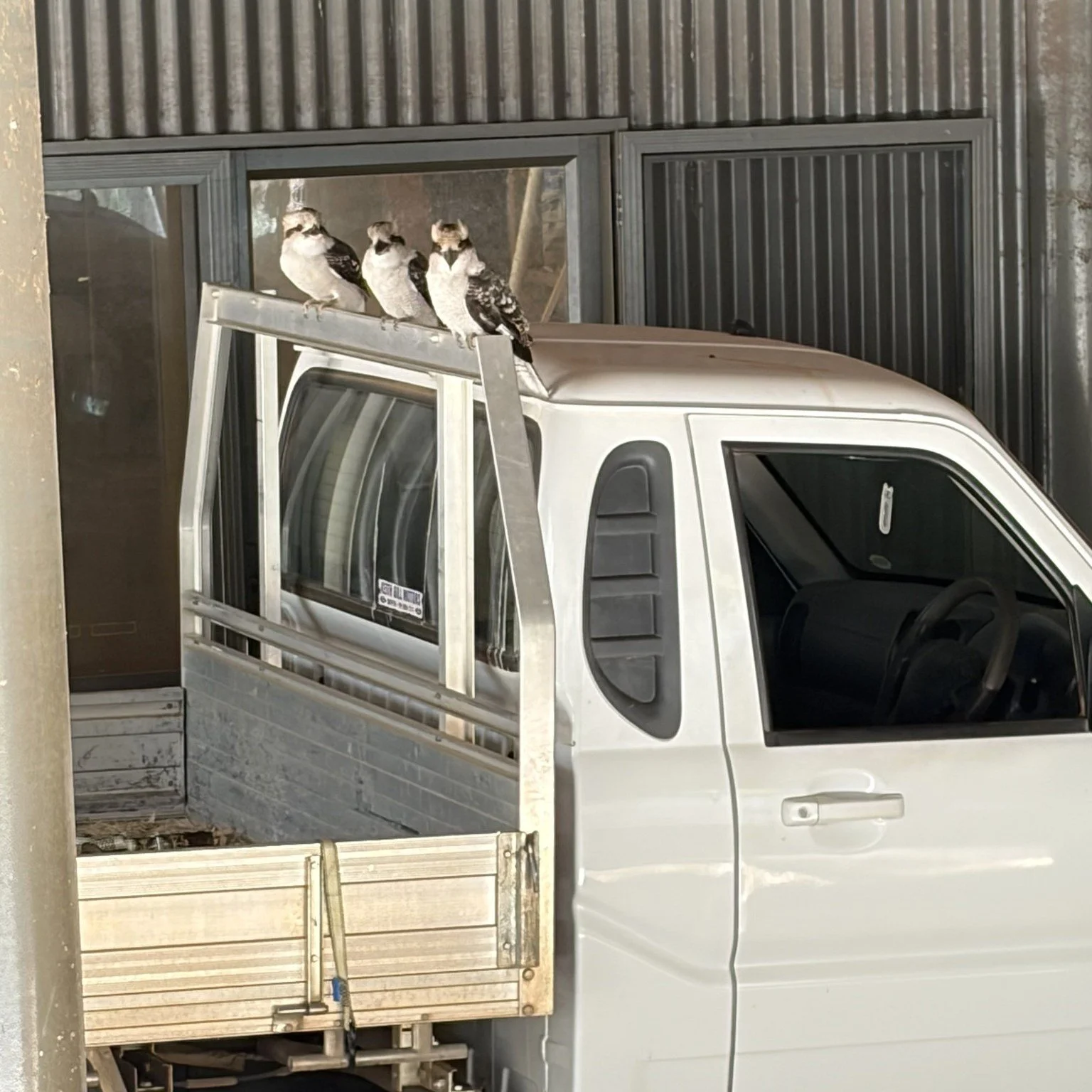 The bush council meeting: three kookaburras and a ute!
.
.
.
Visit Deni Visit Deni 
Deniliquin Business Chamber 
Deniliquin Golf Club 
#visitdeni 
#doitindeni 
#destinationriverinamurray 
#riverinamurray
#visitNSW 
#destination_nsw 
#visitrivercountr