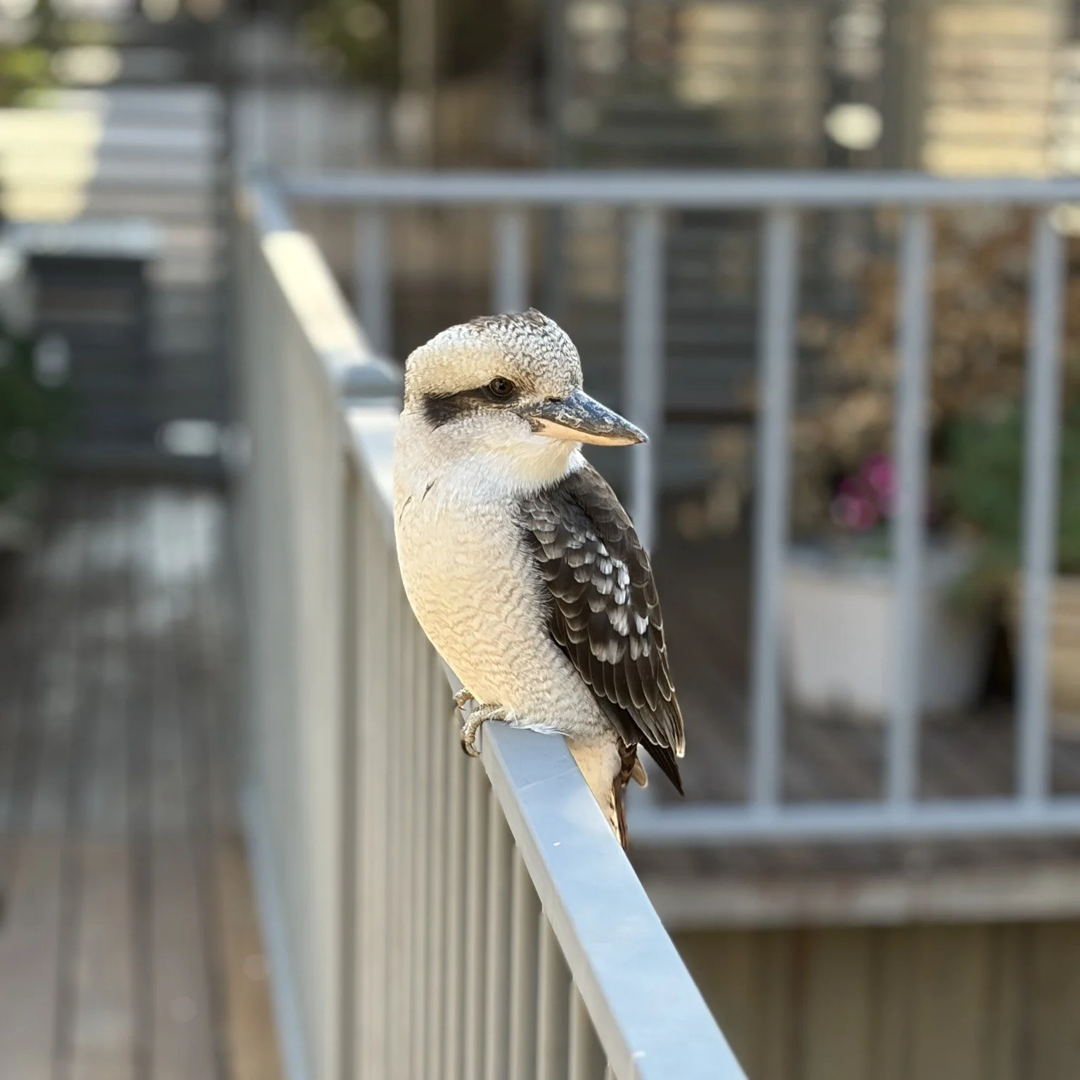 We think this is the only girl kookaburra from the latest additions to the family. Ain't she sweet!
.
.
.
Visit Deni 
Deniliquin Business Chamber 
Deniliquin Golf Club 
#visitdeni 
#doitindeni 
#destinationriverinamurray 
#riverinamurray
#visitNSW 
#