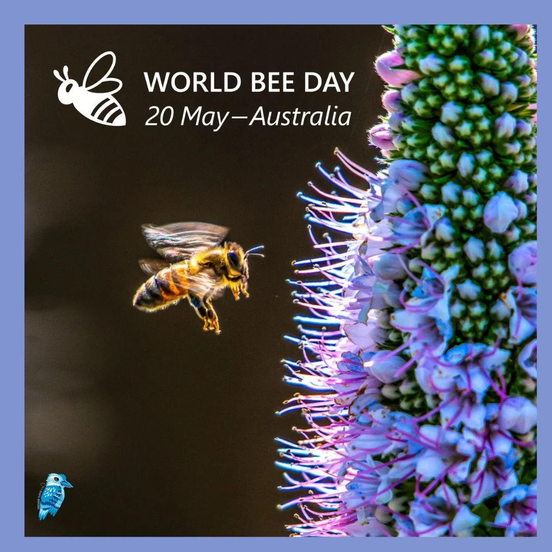 World Bee Day celebrates the importance of bees and other pollinators. Did you know, bees underpin healthy diets and food diversity: one out of every three mouthfuls of food depends on bees.
.
.
.
Visit Deni 
Deniliquin Business Chamber 
Deniliquin G