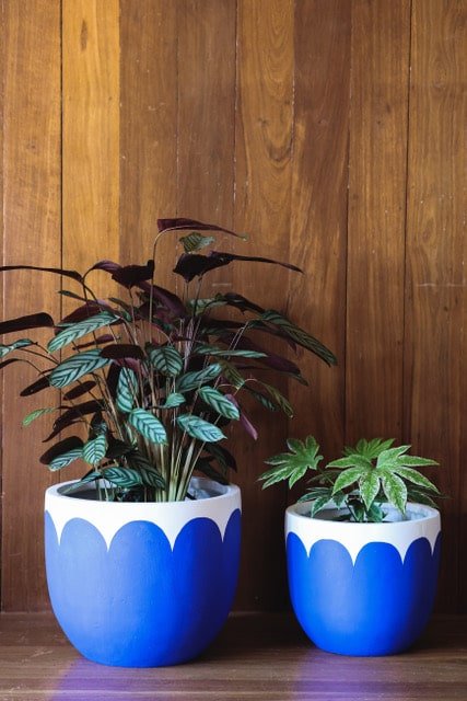 Blue Sapphire Scallop Pot I Solta Pots WA