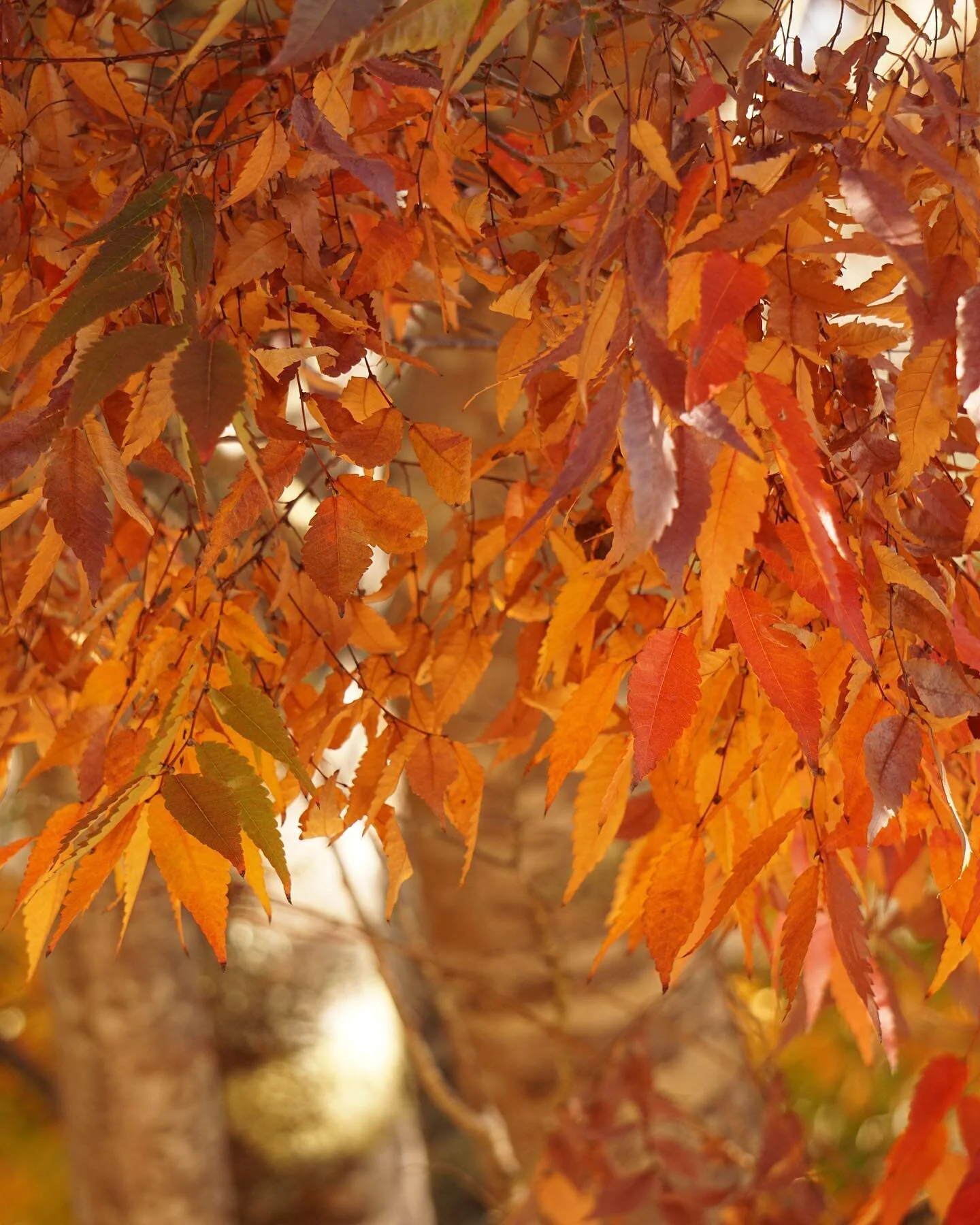 Autumn colour last week at Golden Valley Tree Park was glorious. 
Golden Valley Tree Park is a sixty-hectare arboretum, set in steep and scenic rural countryside just out of Balingup.