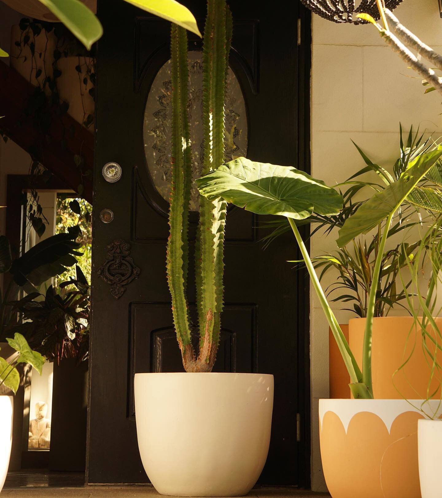 Large warm white egg with a large cactus, medium Orange ochre Salina with elephant ears .Open this weekend as well as every day during the week. Text to let us know you are coming 
#perthplantpots #indoorplantsdecor #pottedplantideas #perthgardens