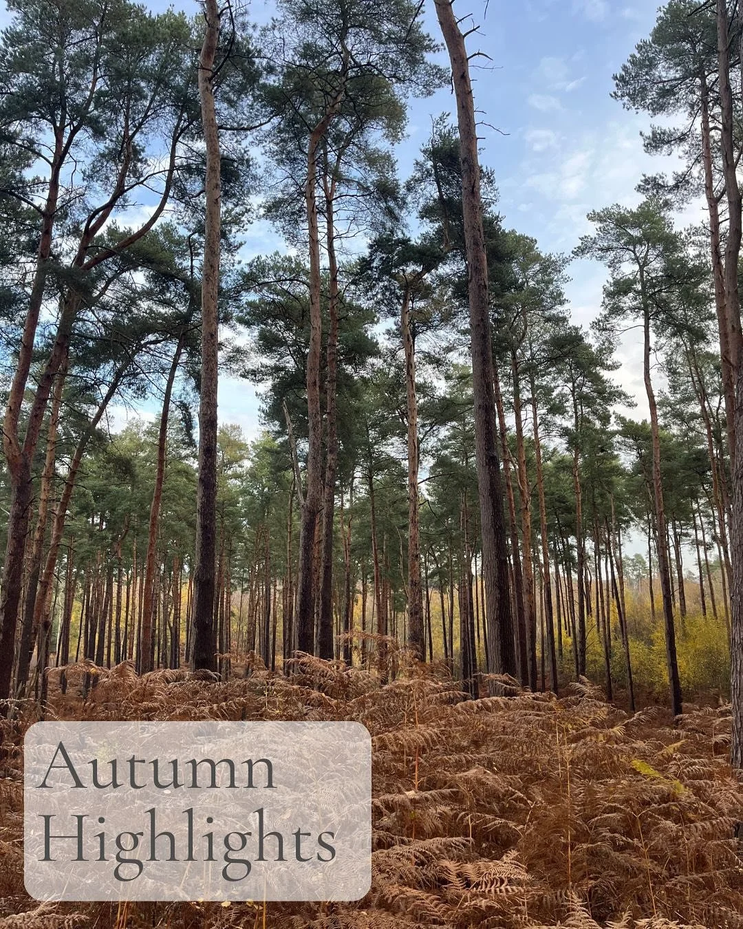 Autumn Highlights 🍁🍂

1. Last of the summer wine @drinklaylo 
2. Researching at Top Drawer
3. @yinka_ilori&rsquo;s new installation at MK station. Launched the new collection in collaboration with Bloomingdale&rsquo;s over at @yi_objects 
4. Heart 