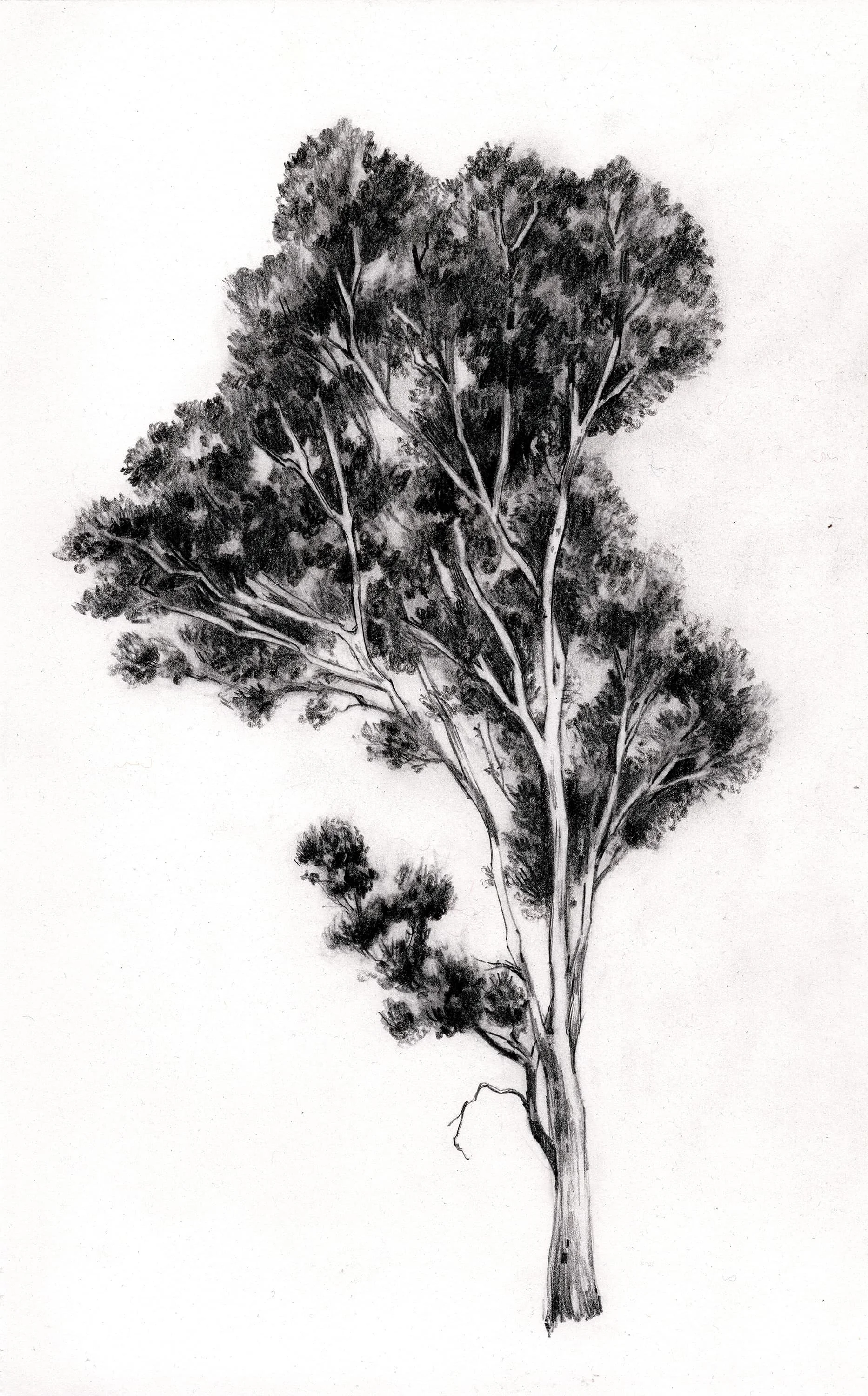 arbre.jpg