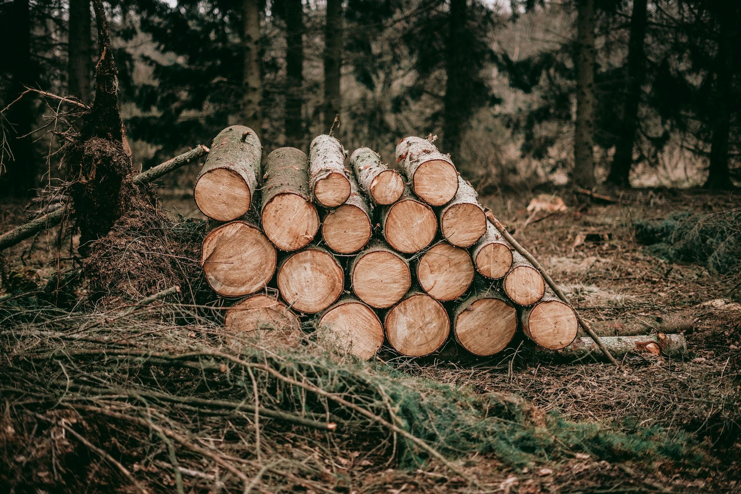 Europe’s Log Shortage: Why Timber Supply Chains Are Tightening