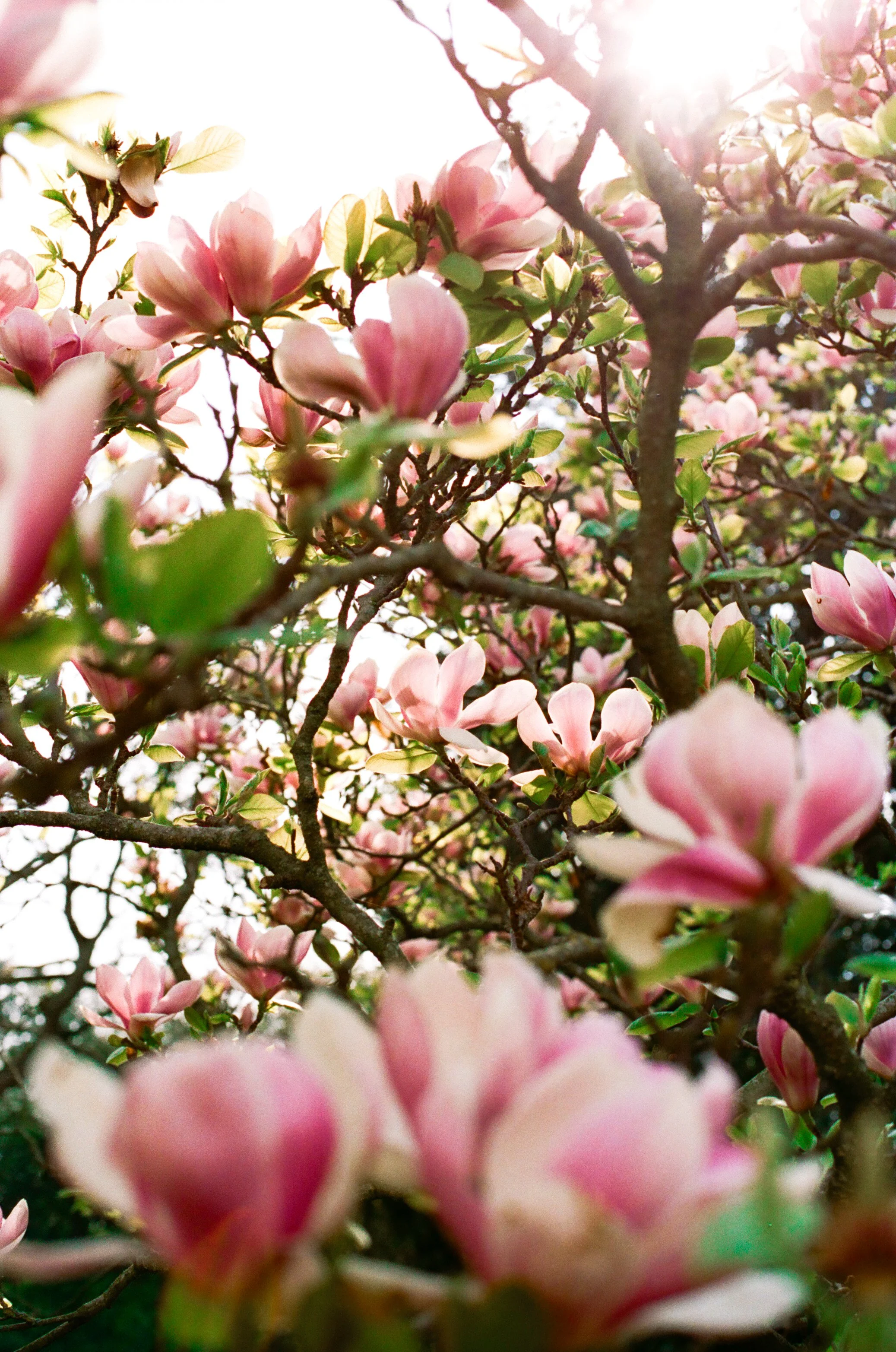 Spring and Cherry Blossoms Family photography in Greenwich SE10, SE3.jpg