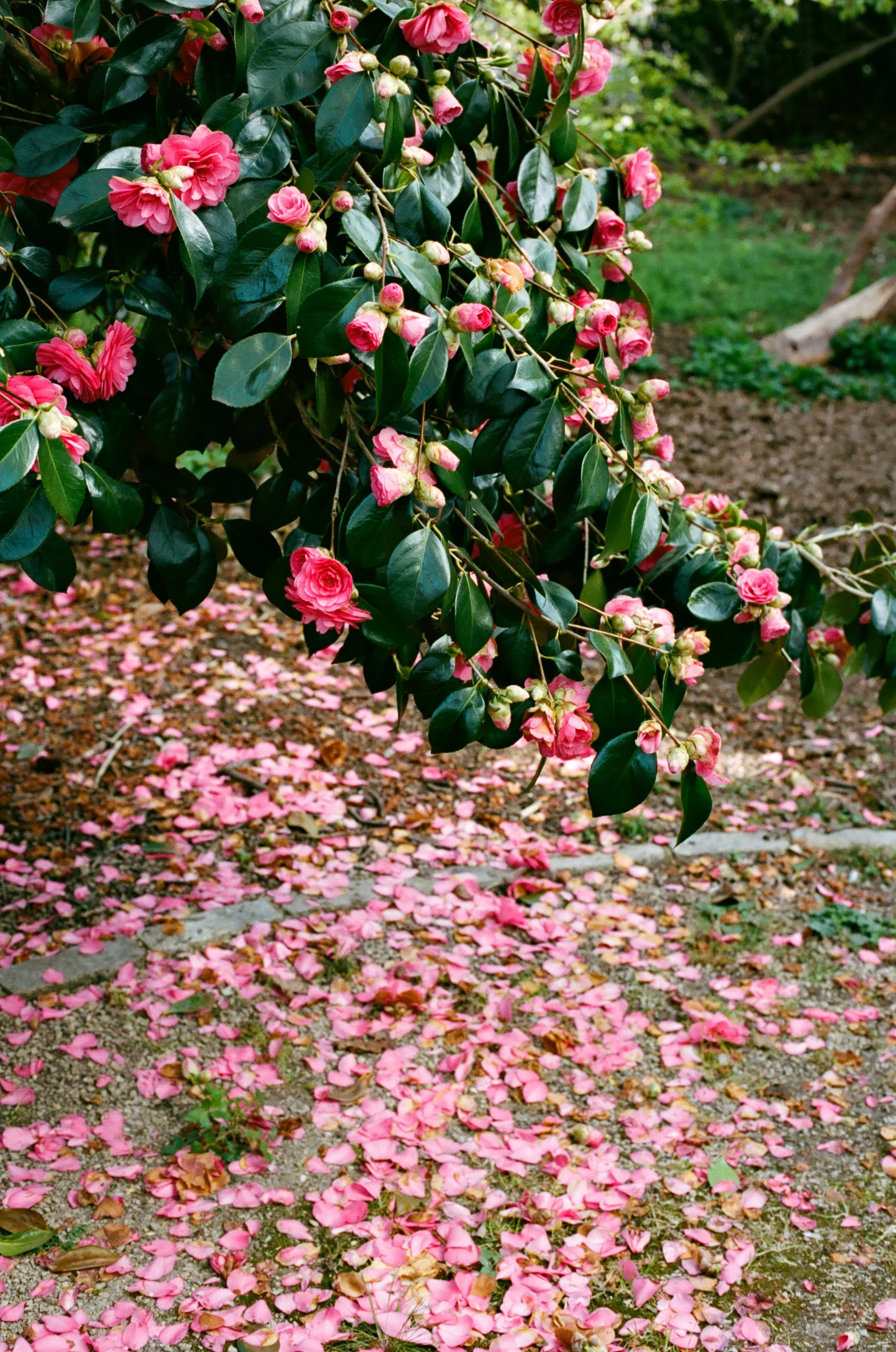 Spring Family Photography in Greenwich Park se3 se10 with cherry blossoms (2).jpg