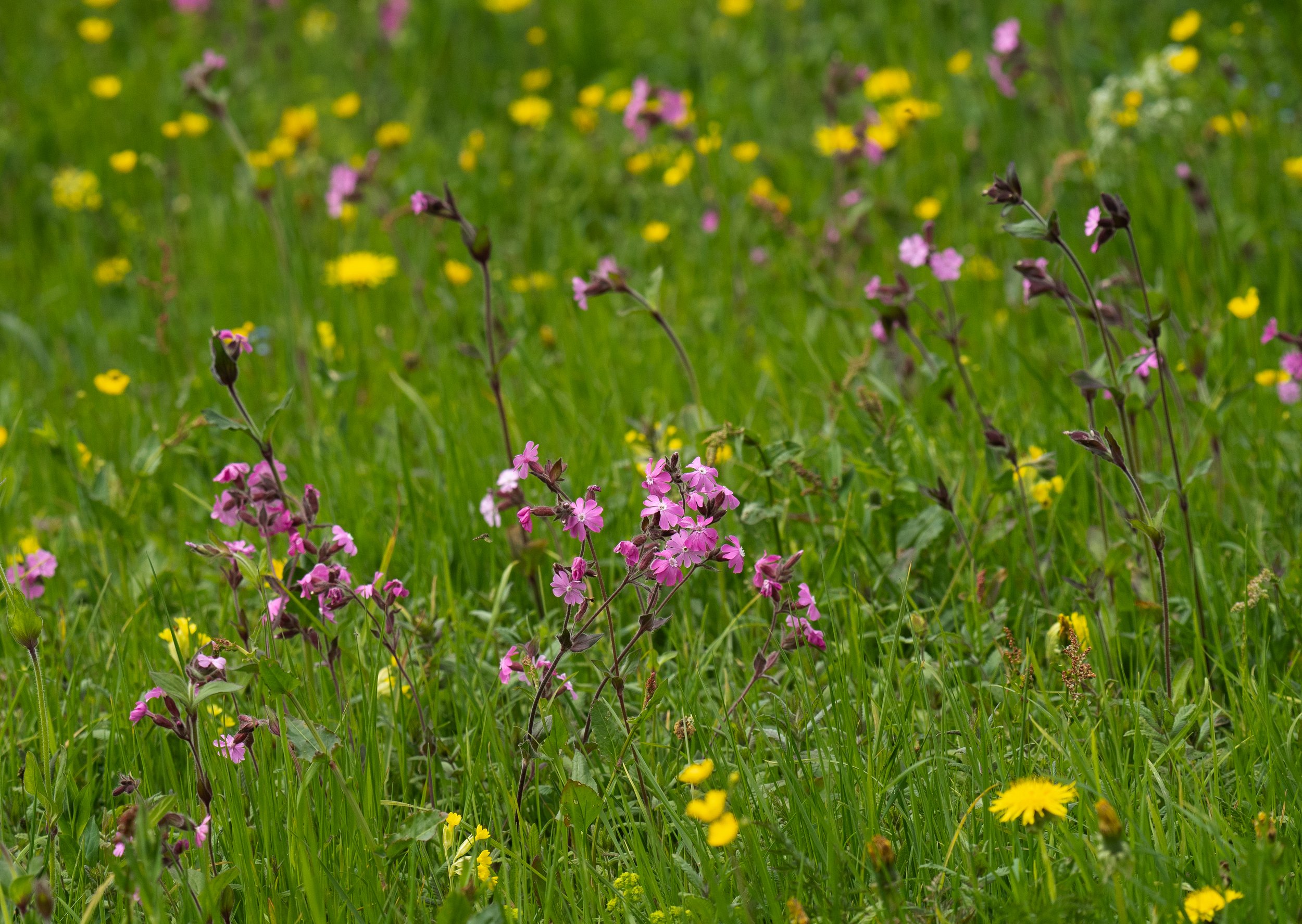 Bloemenreis &amp; Ecoprinten