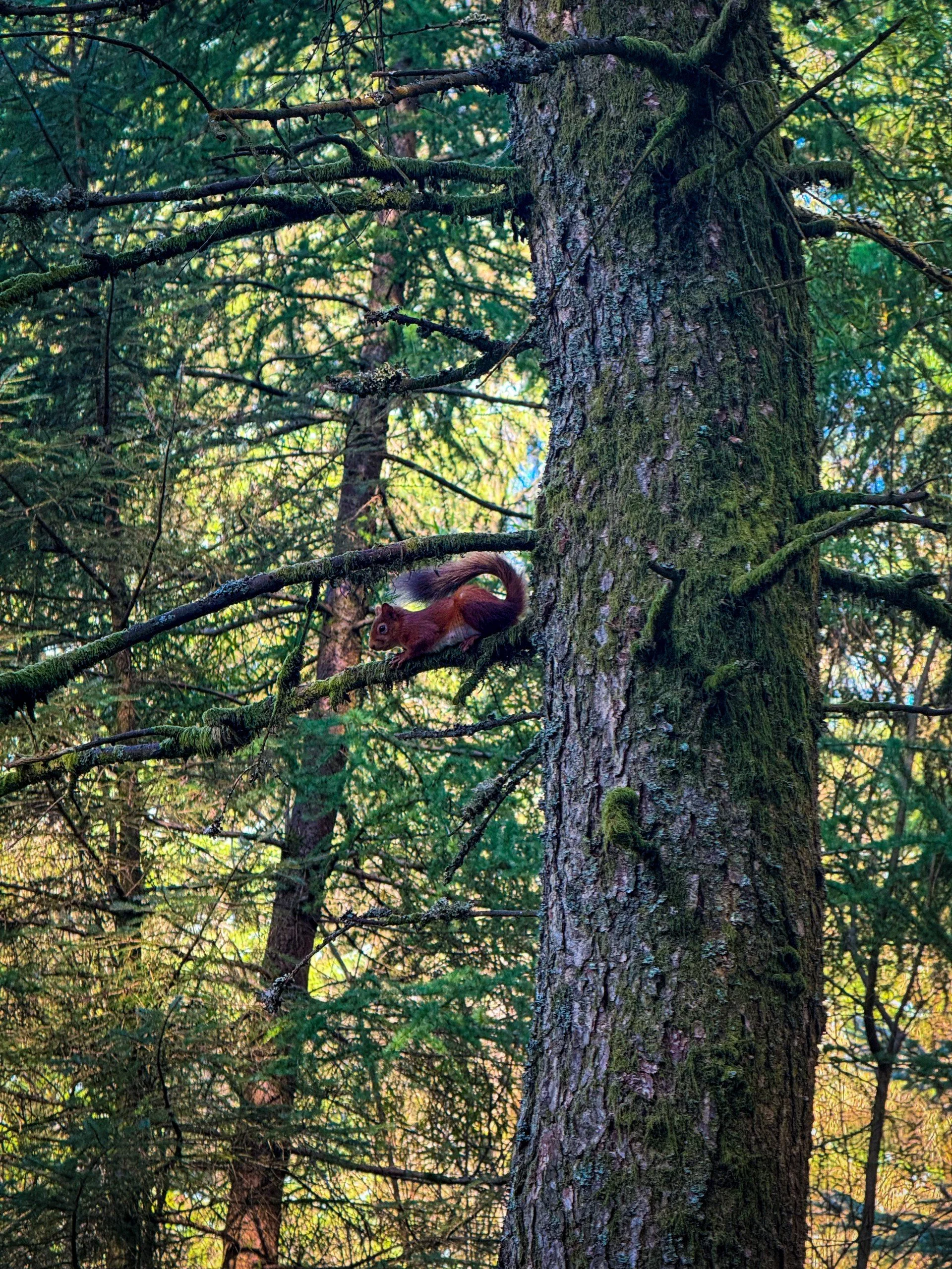 a red squirrel sitting in a tree