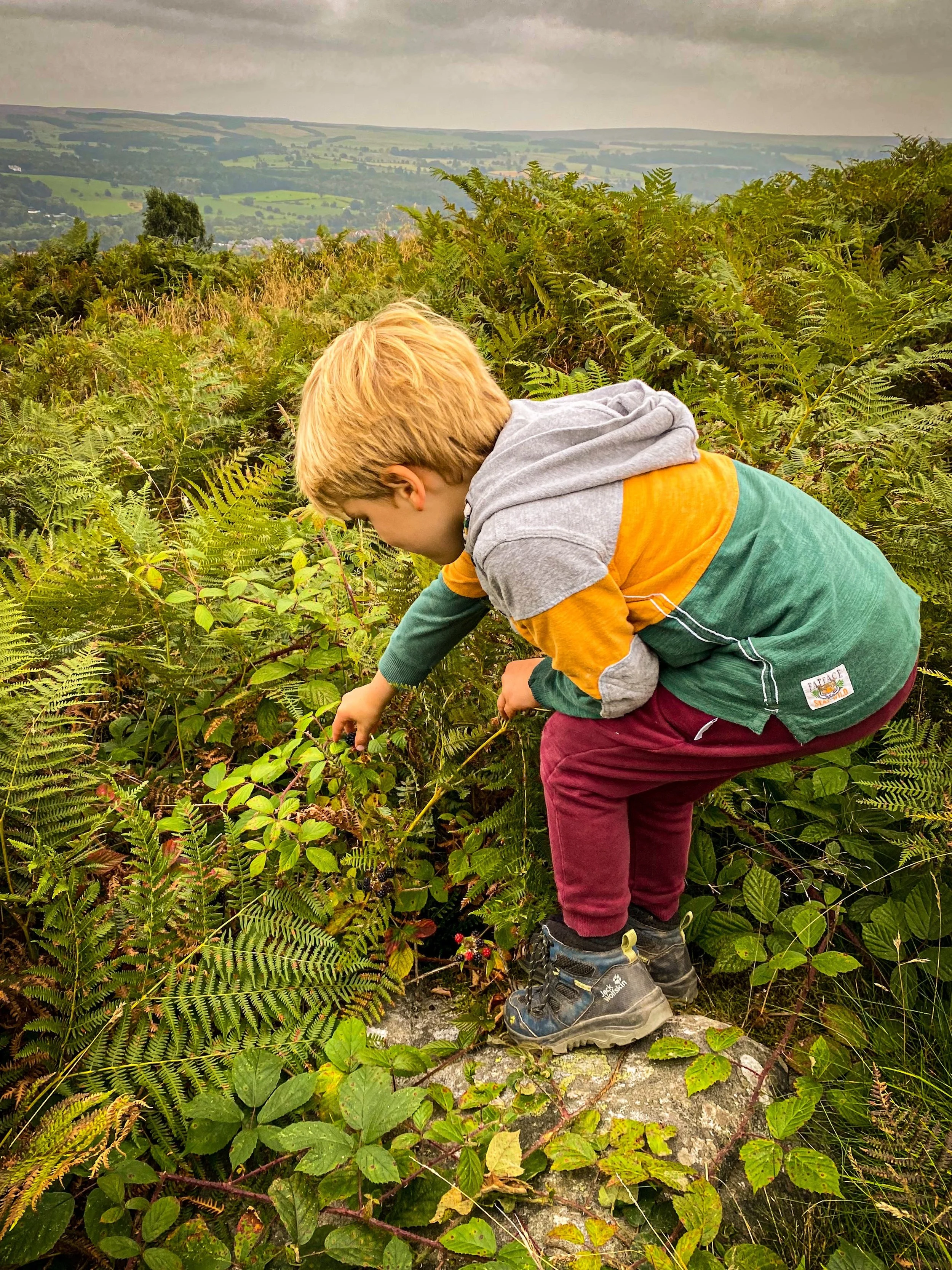 A young boy with blond hair, wearing a gray and yellow hoodie, maroon pants, and hiking boots, crouches over a bush in a hilly outdoor landscape.