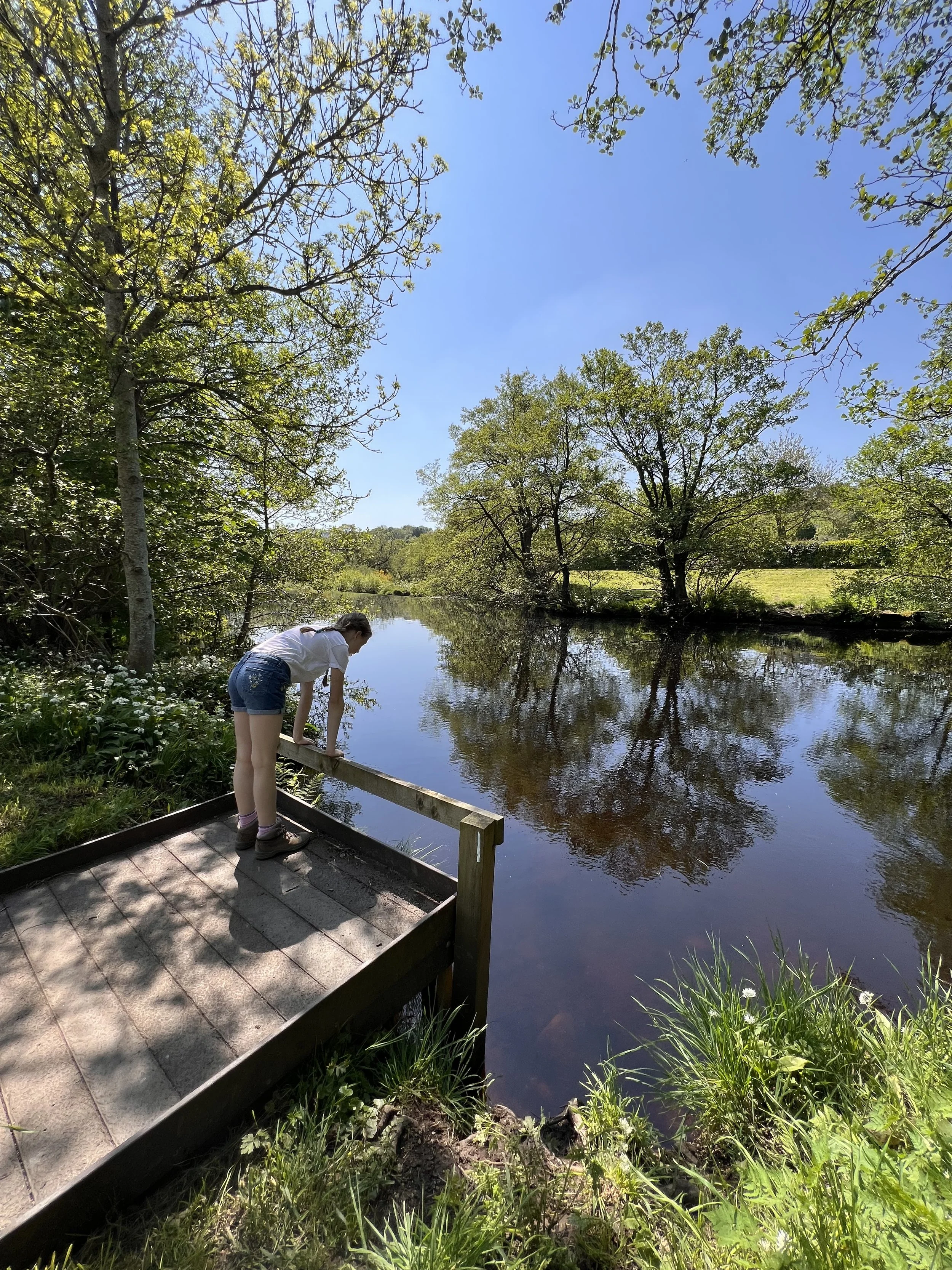 Child leaning over a wooden fence to look down into water of a river with blue skies and surrounded by trees