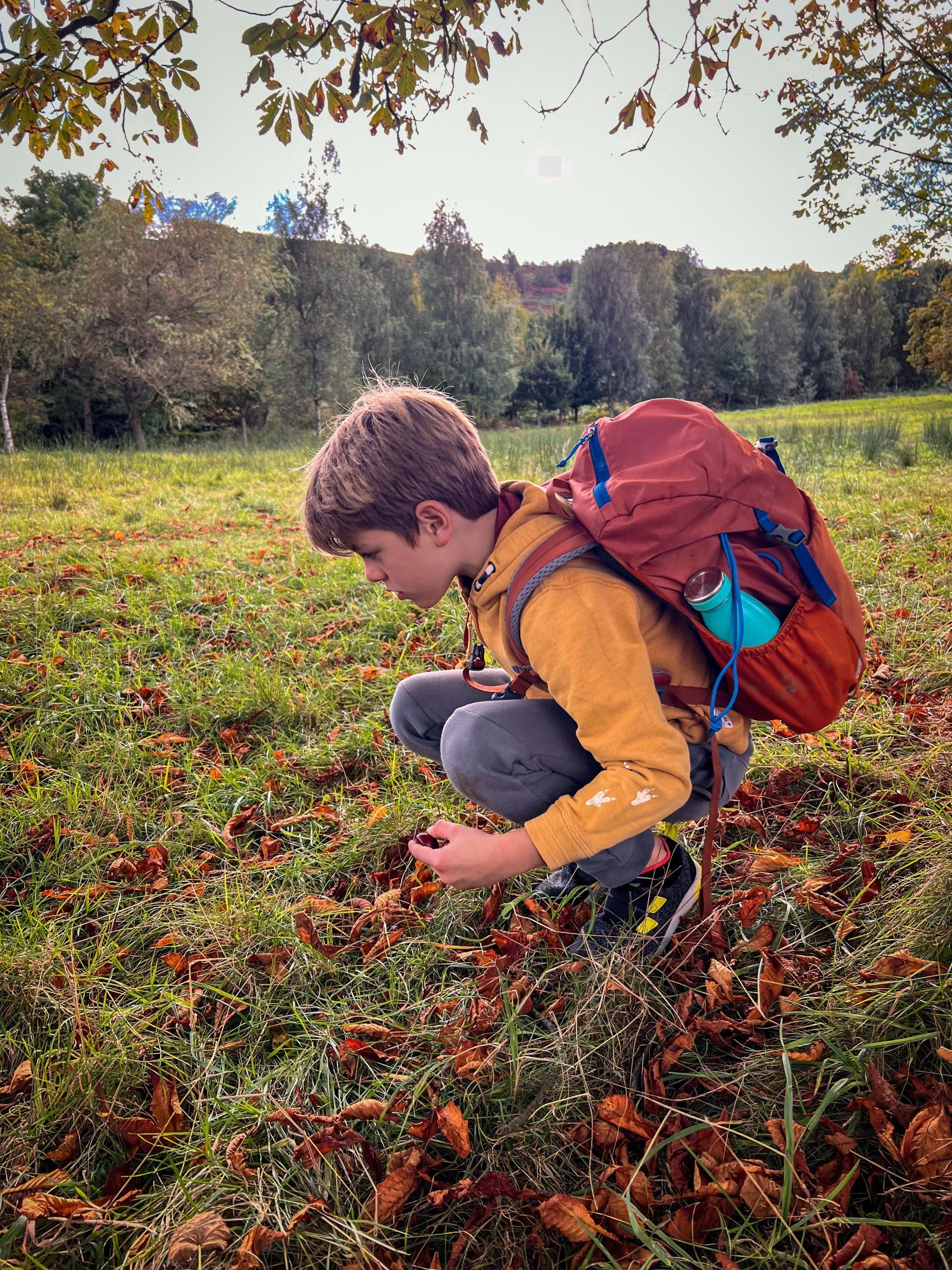 Child hunting for conkers with trees behind