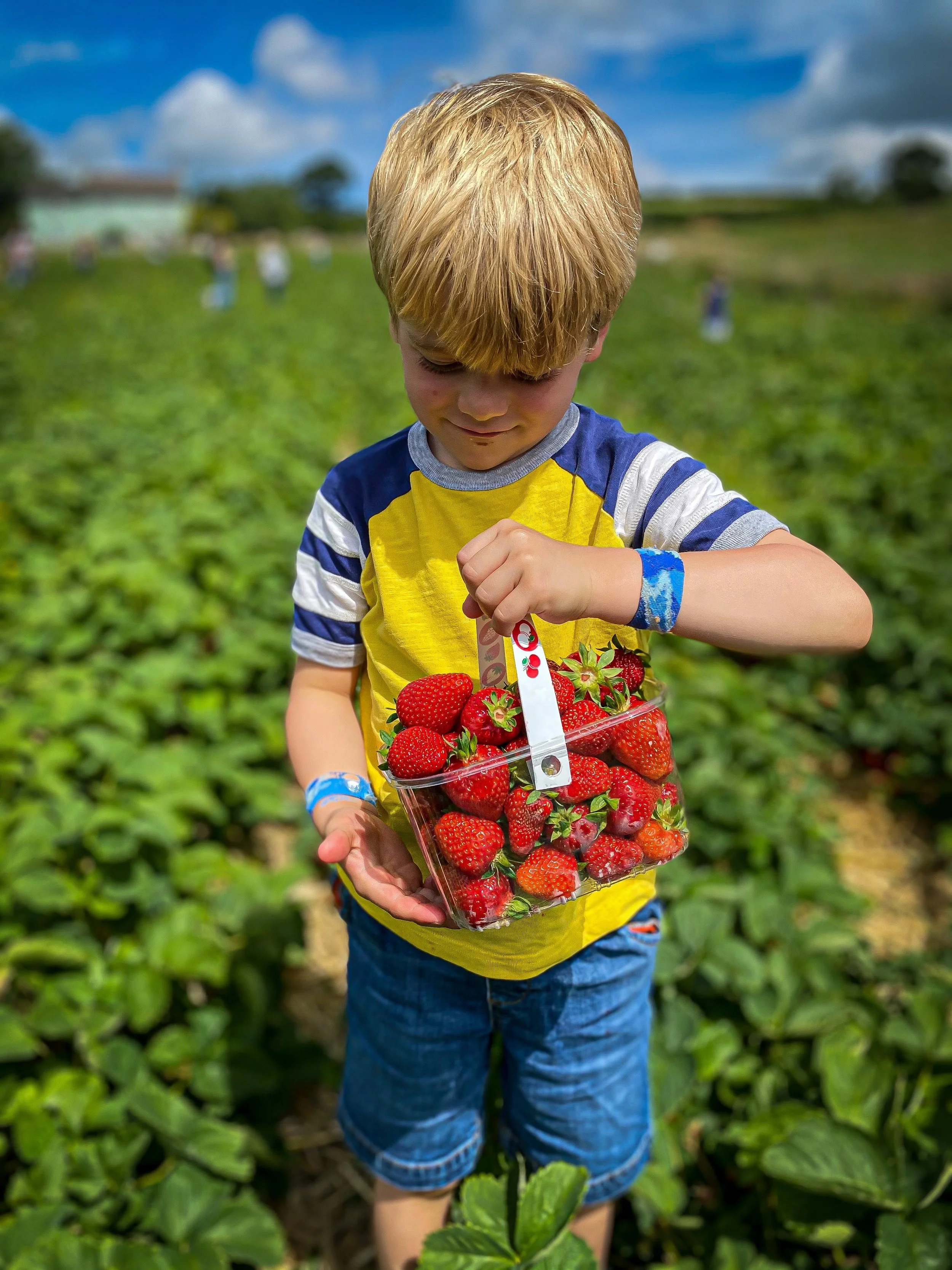 Child holding a punnet of strawberries in a field