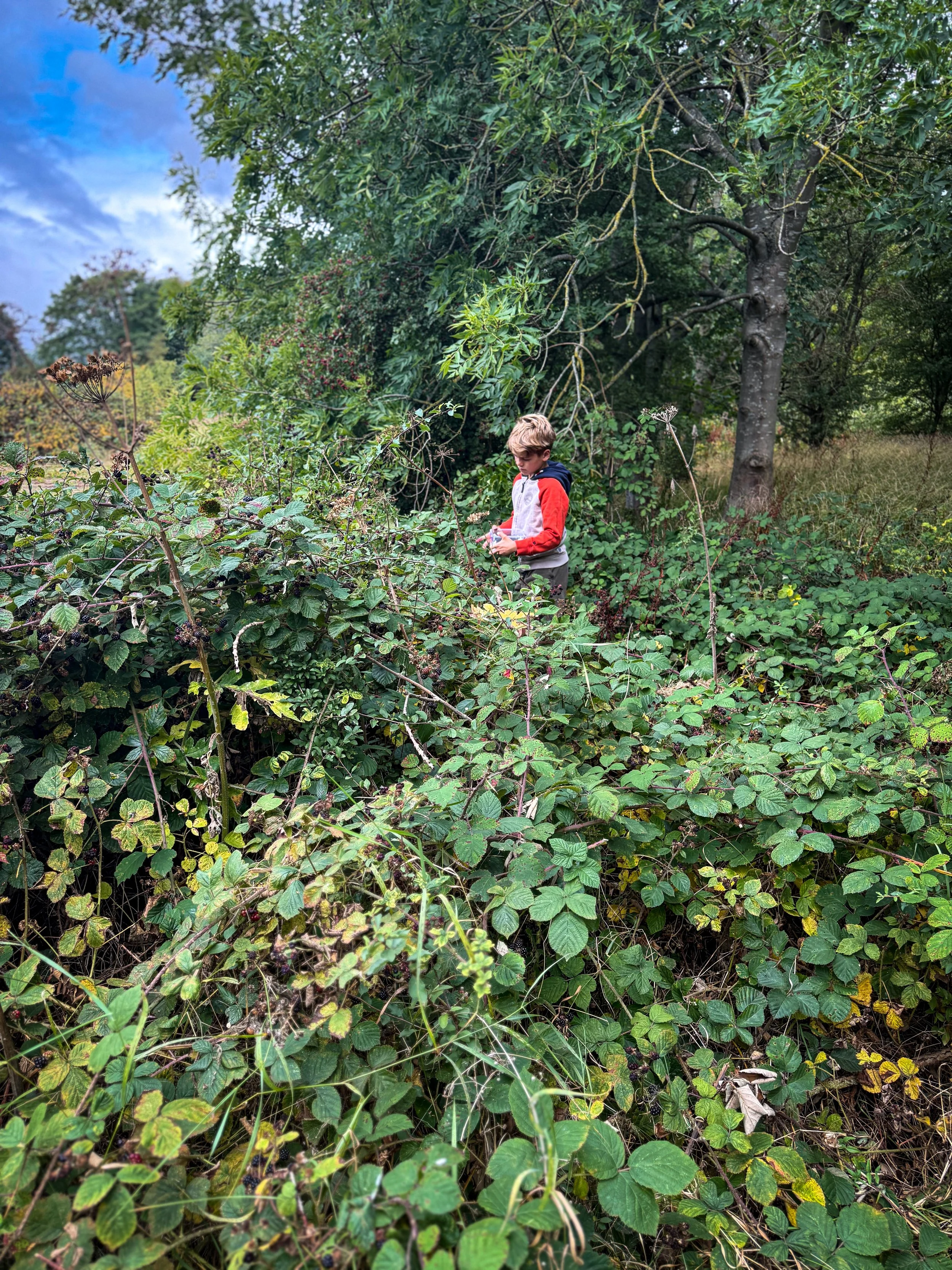 Child standing amongst blackberry bushes picking blackberries in late summer