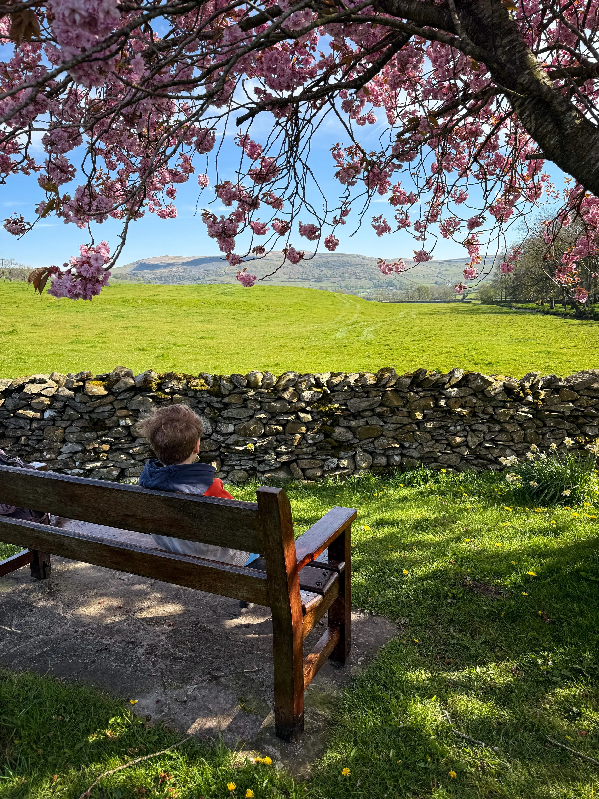 Child sitting on a bench looking out at a view with a blossom tree above