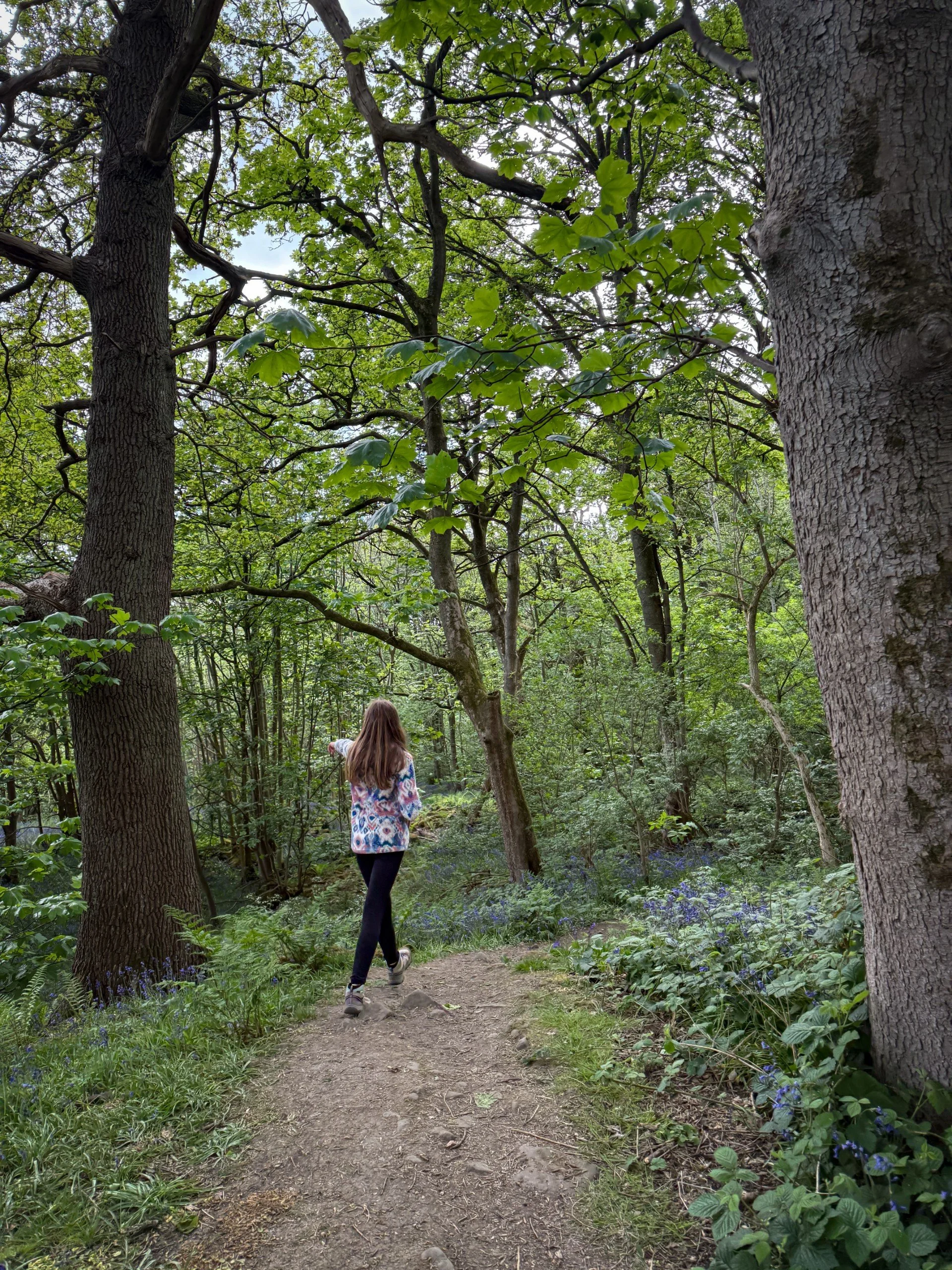 Child walking through bluebell woods