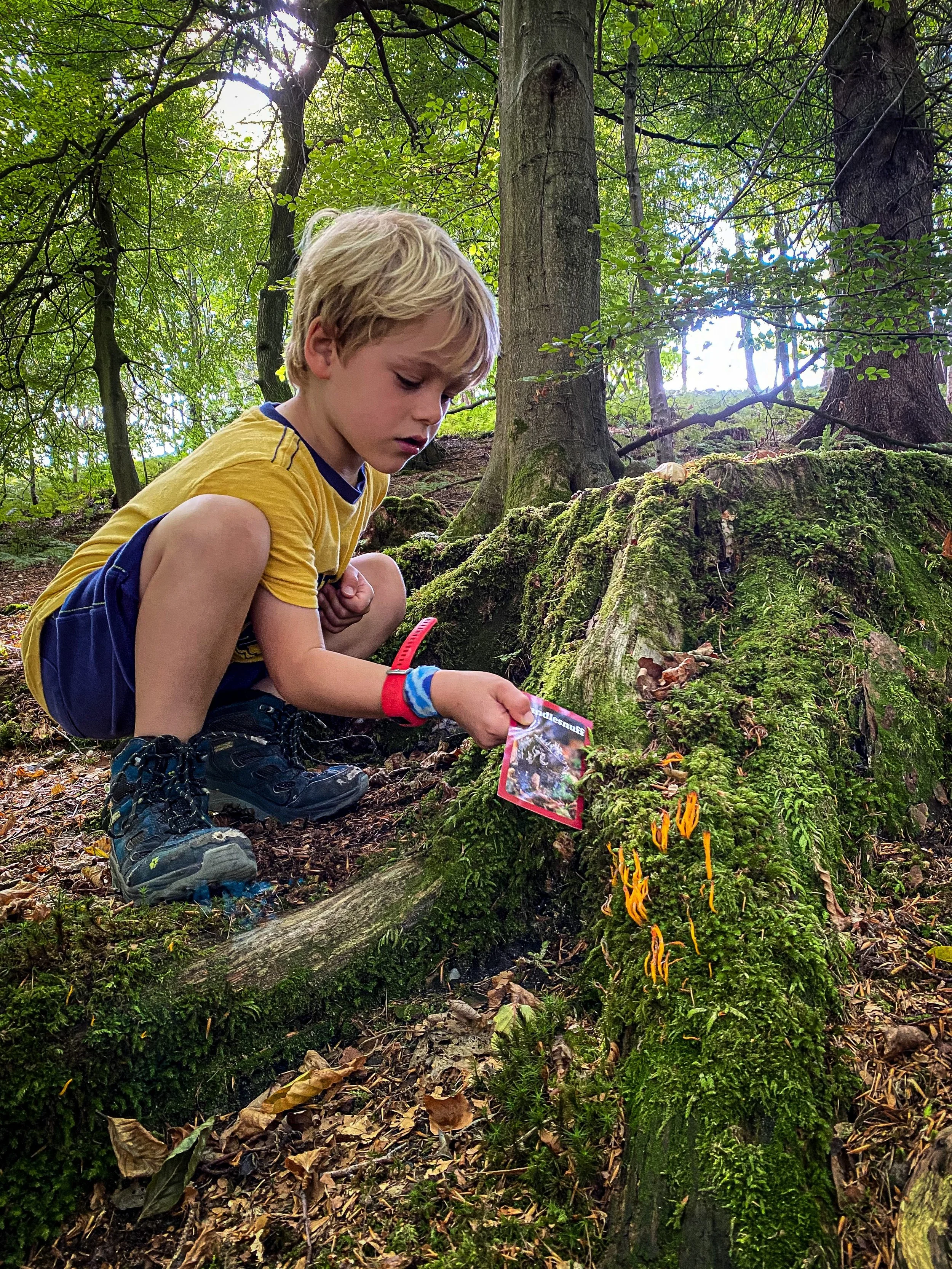 Child with a fungus card and trees around looking at mushrooms