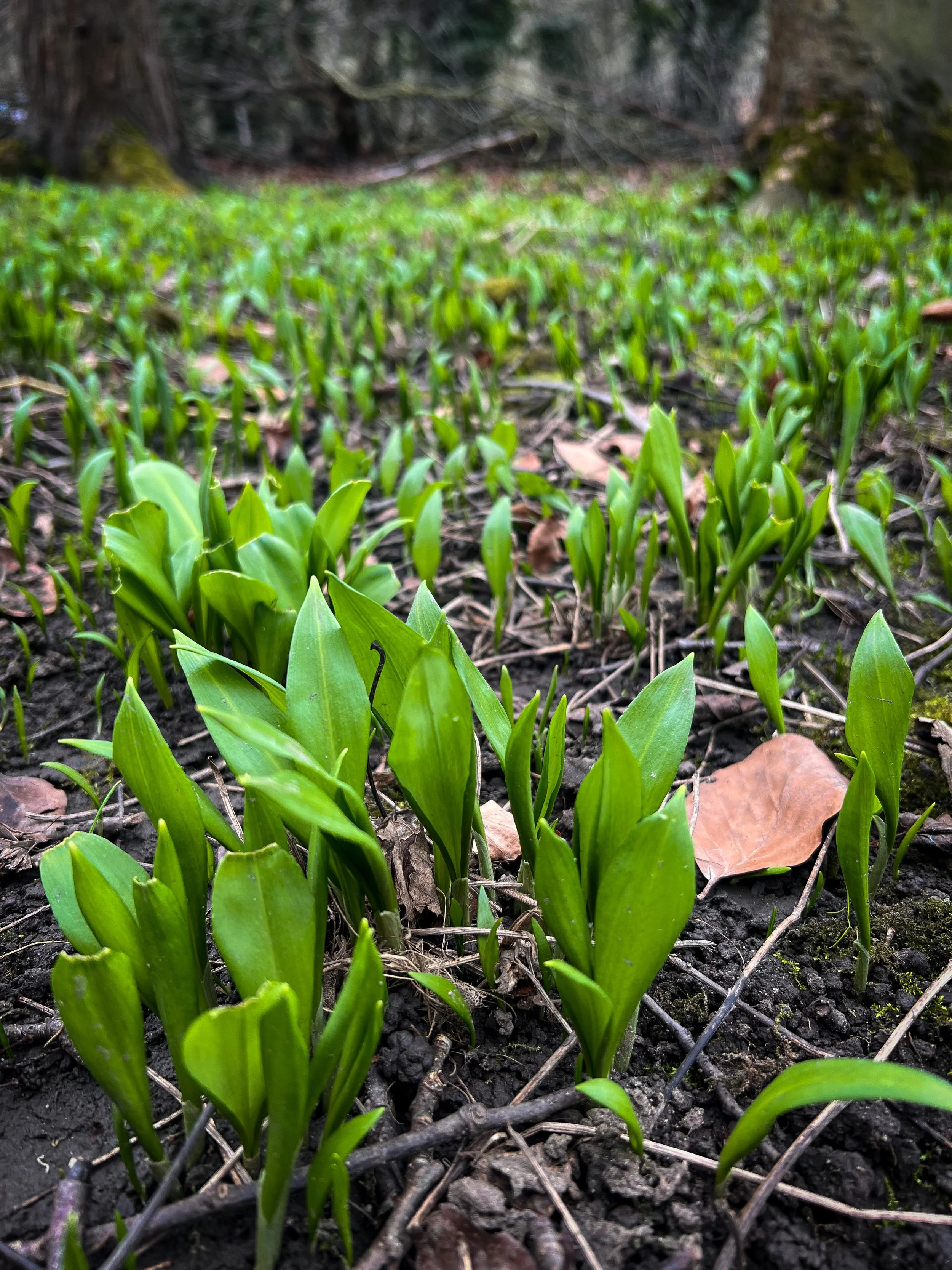 Close-up of young green wild garlic plants sprouting from dark soil with fallen brown leaves and small twigs, in a natural outdoor setting.