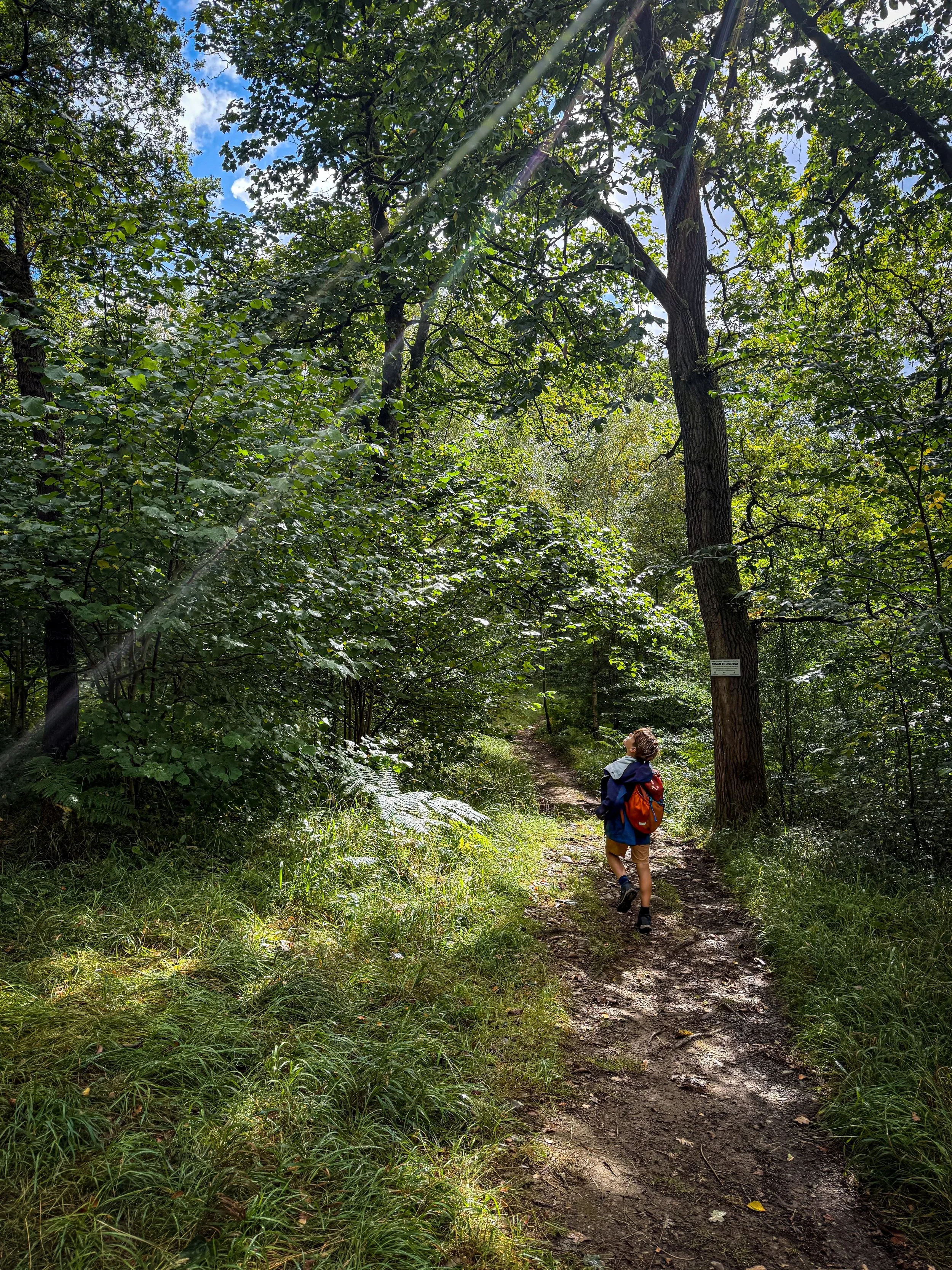 Child standing in the woods looking up at the blue sky