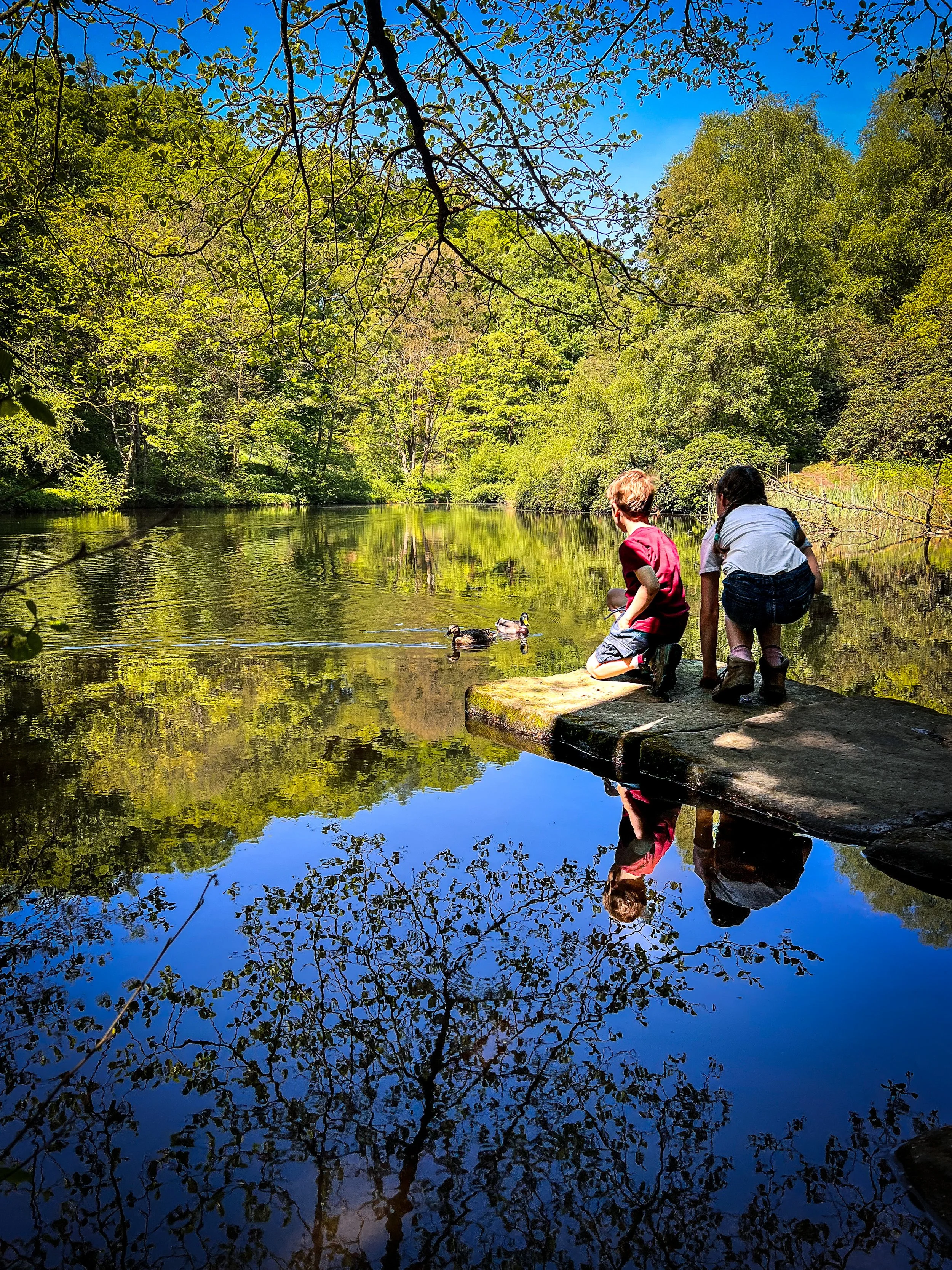 Children sitting next to a clear pond with blue sky reflections with ducks swimming on the water