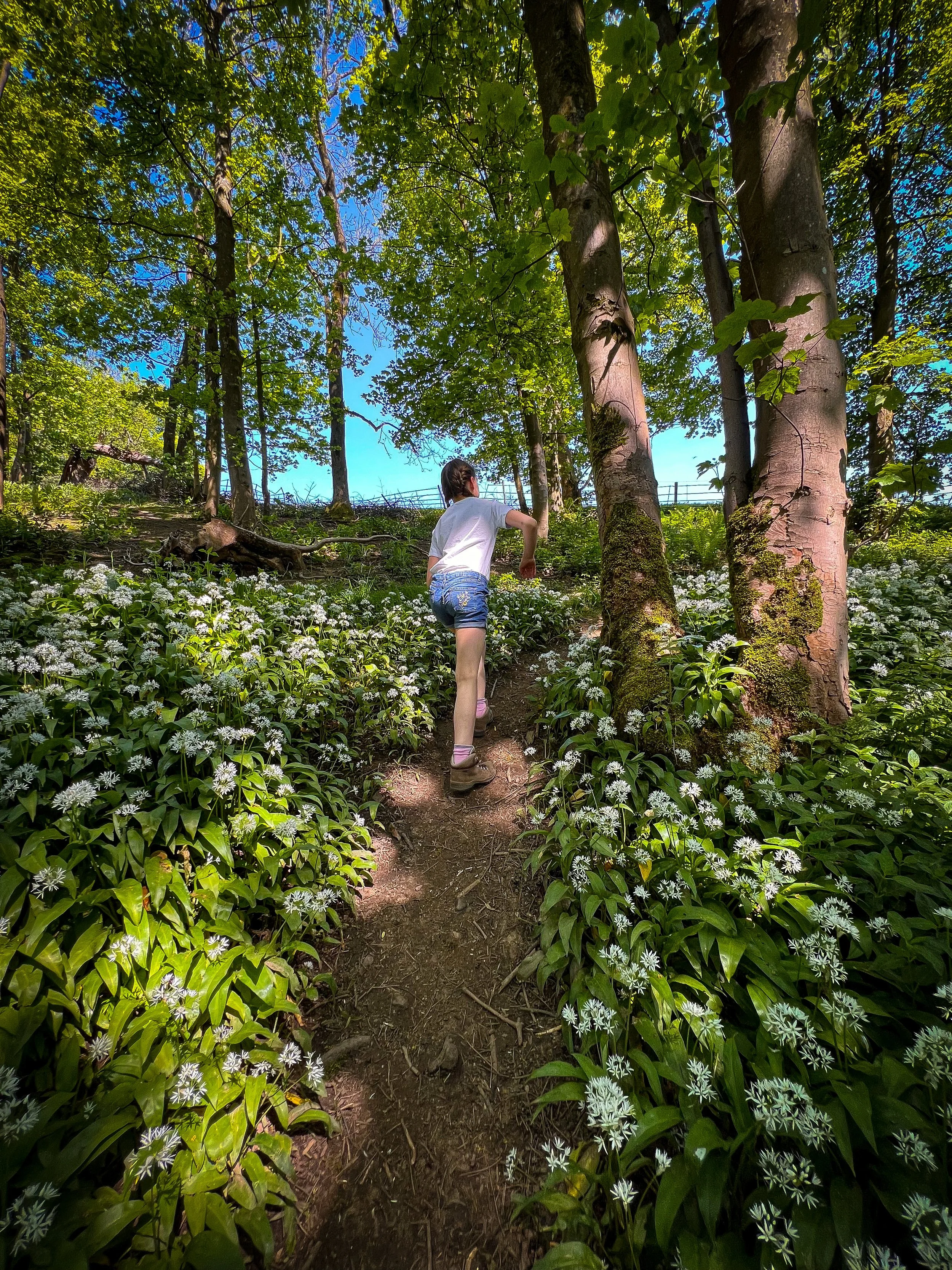 Child Walking through wild garlic in flower in woods