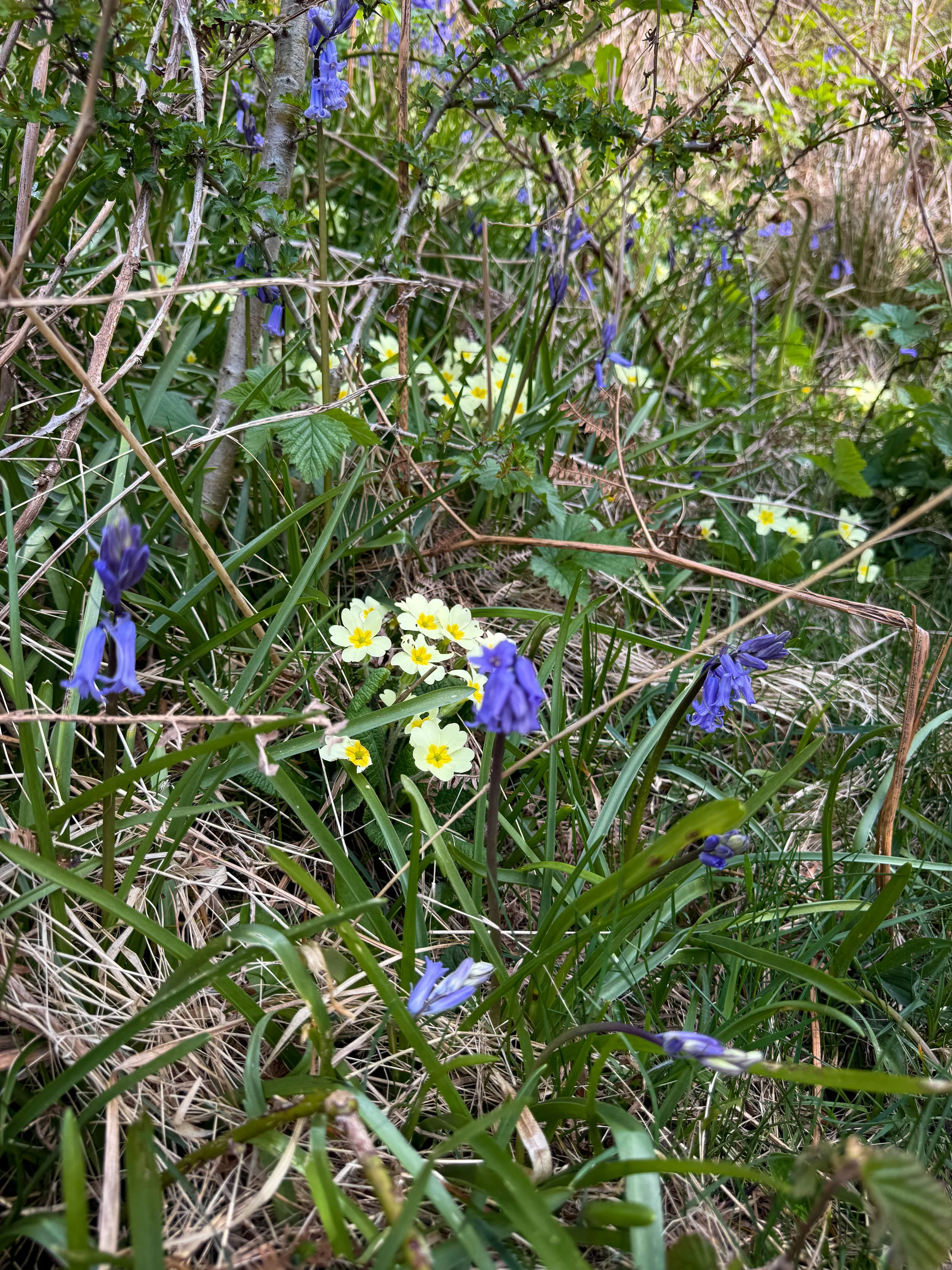 Bluebells and primroses in grass