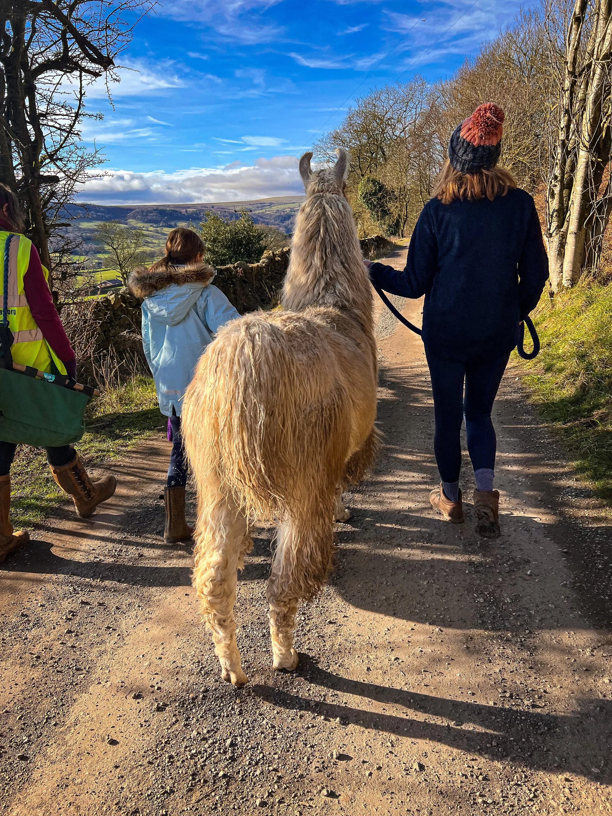 Child and woman walking with a llama attached to a lead under blue winter skies