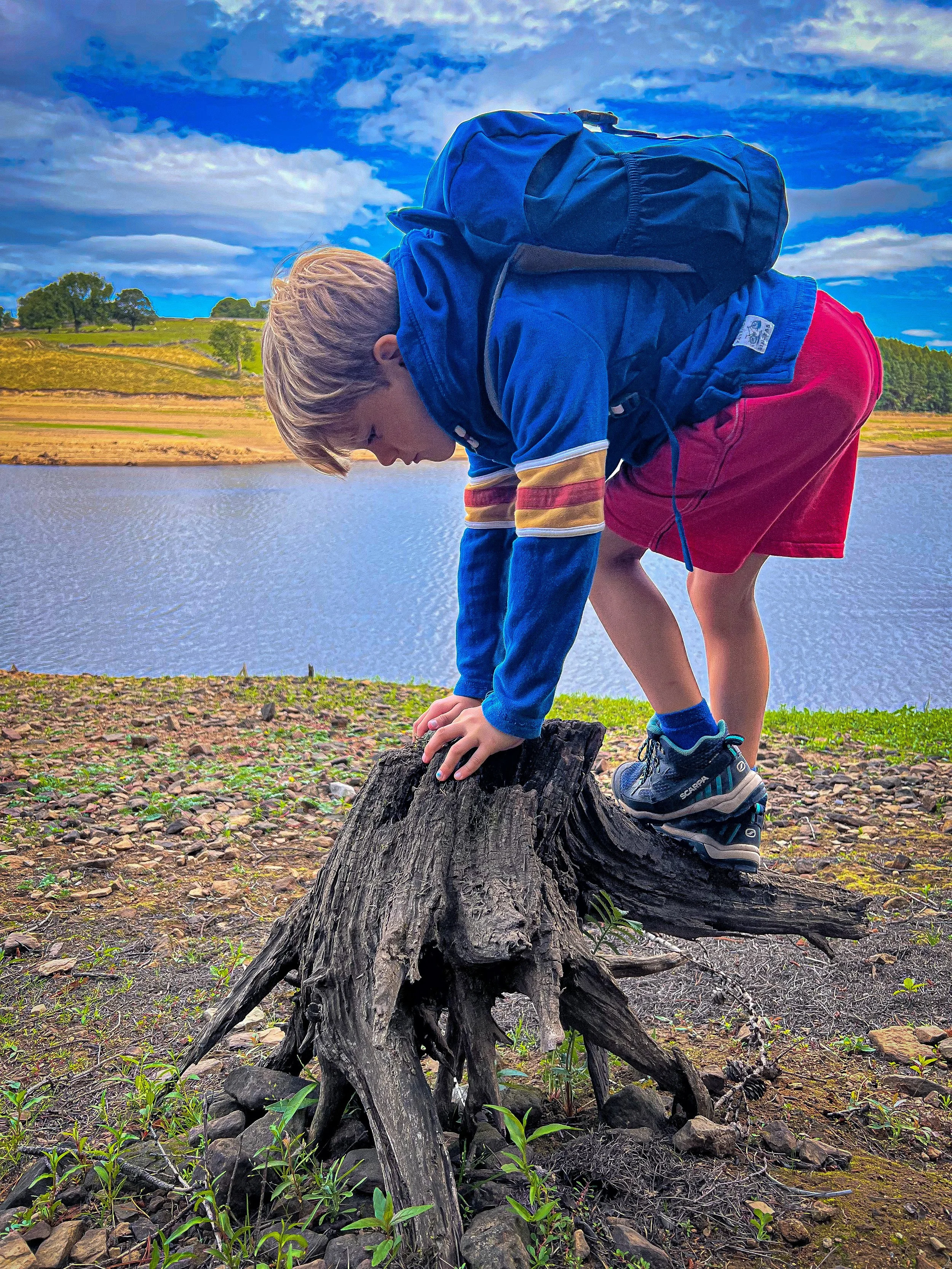 Child clambering on an old tree stump with exposed roots with reservoir behind