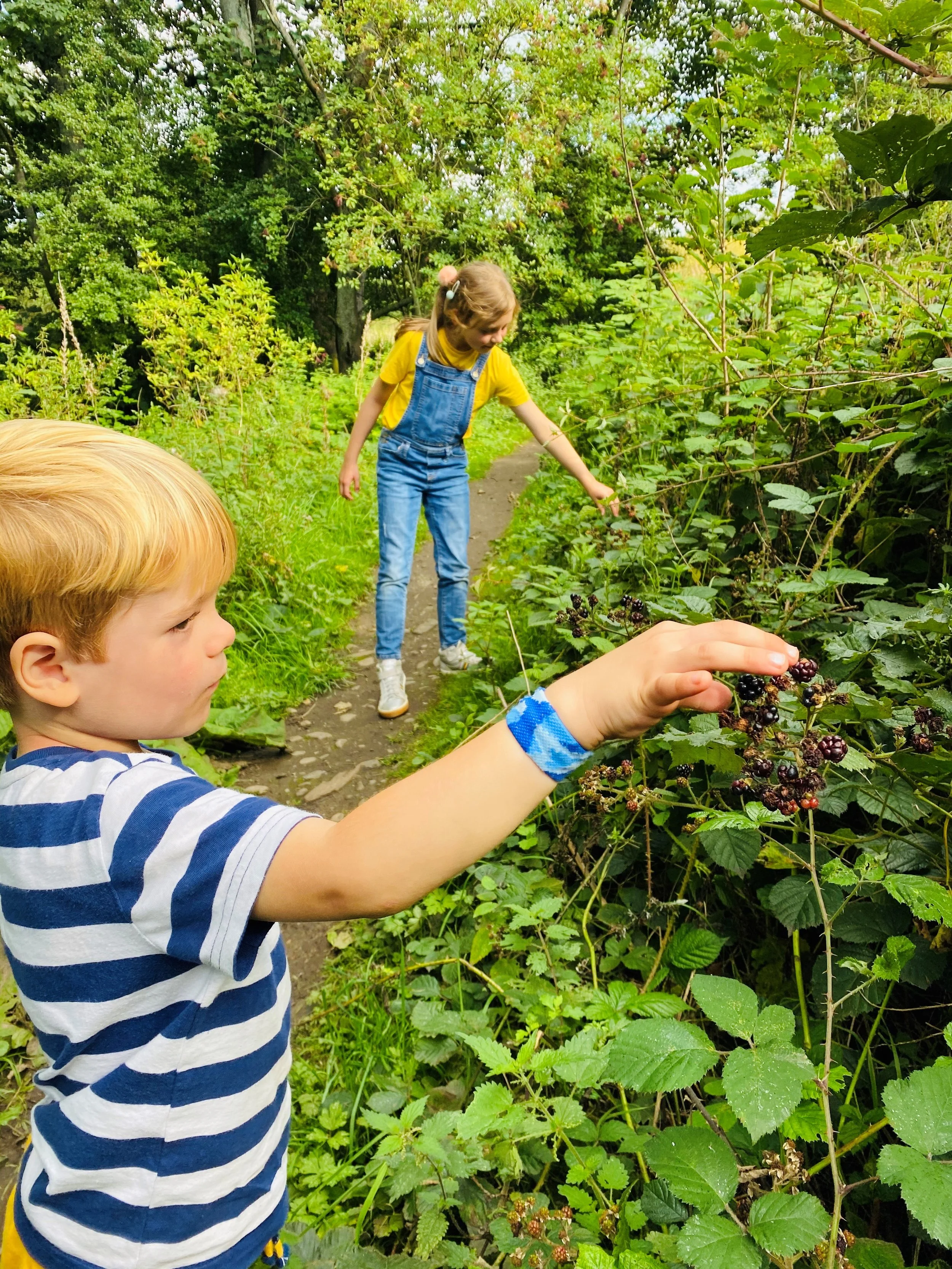 Two children foraging for blackberries in bushes in late summer