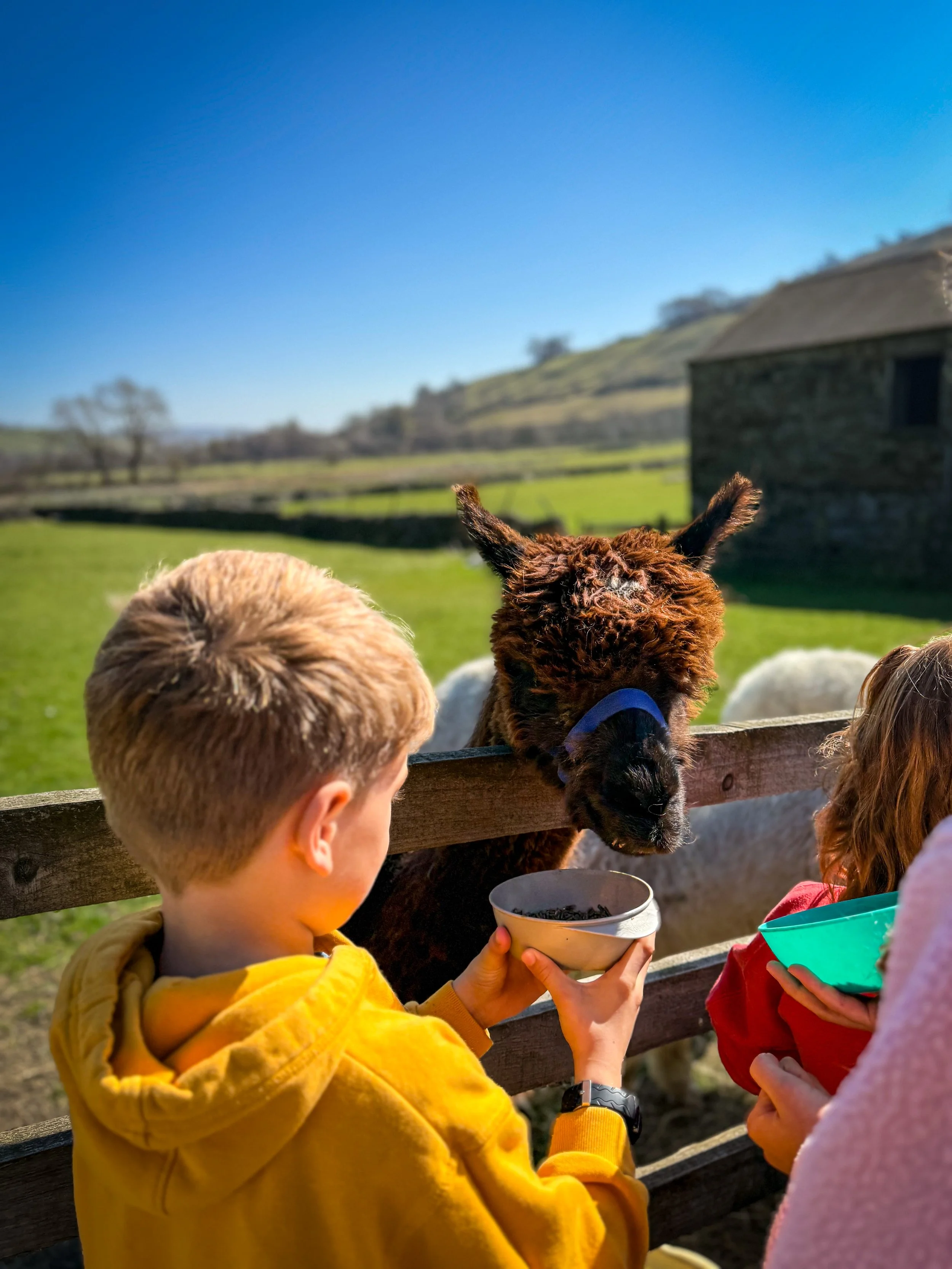 Children feeding alpacas at the farm on a sunny day