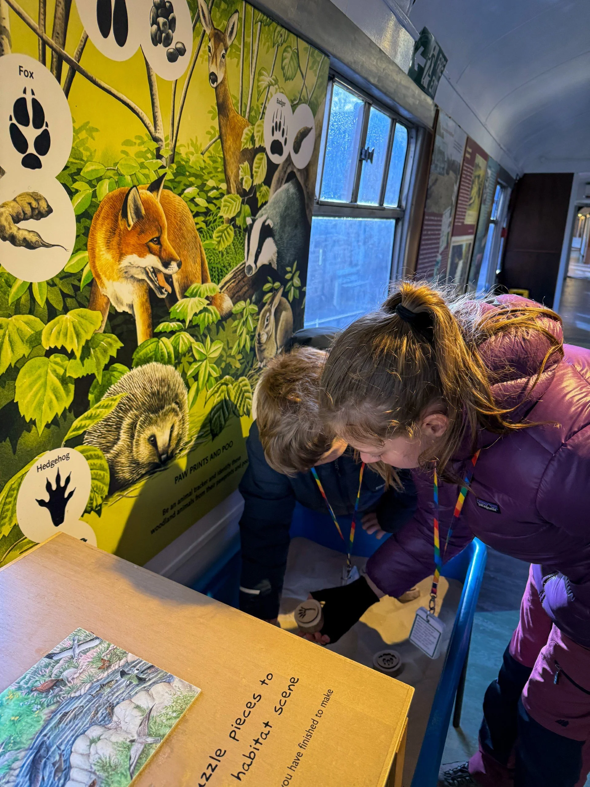 Child looking at animal wall in museum