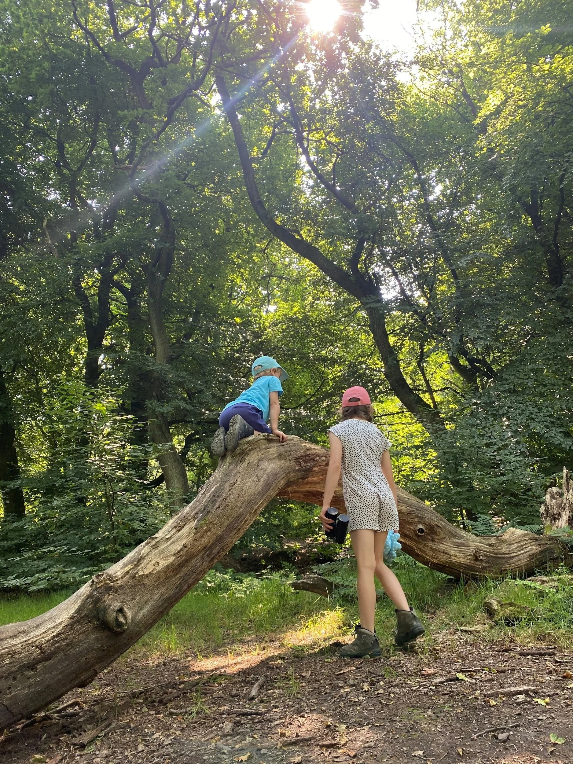 Climbing on the tree trunks in the woods