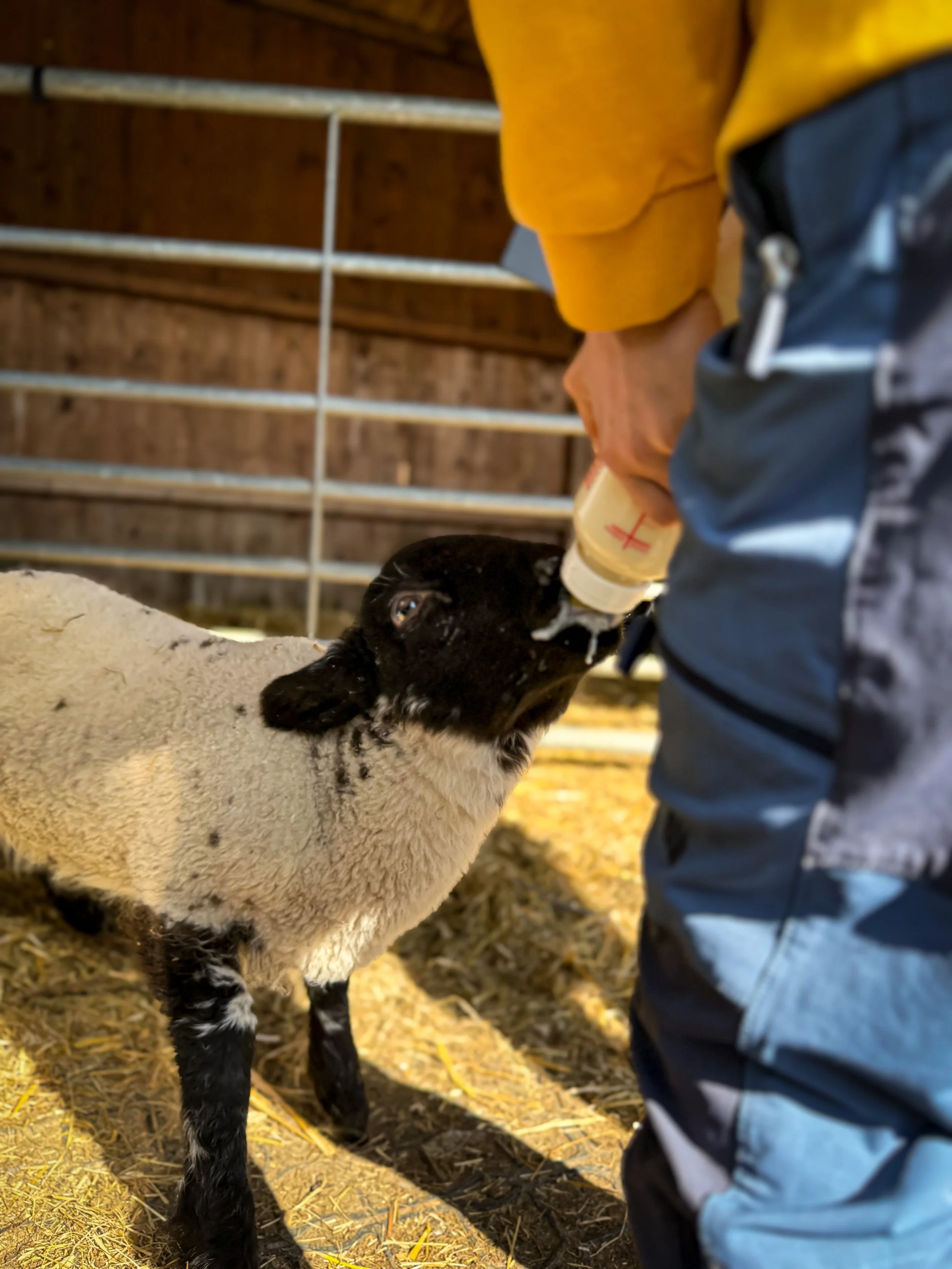Child bottle feeding a lamb in a barn