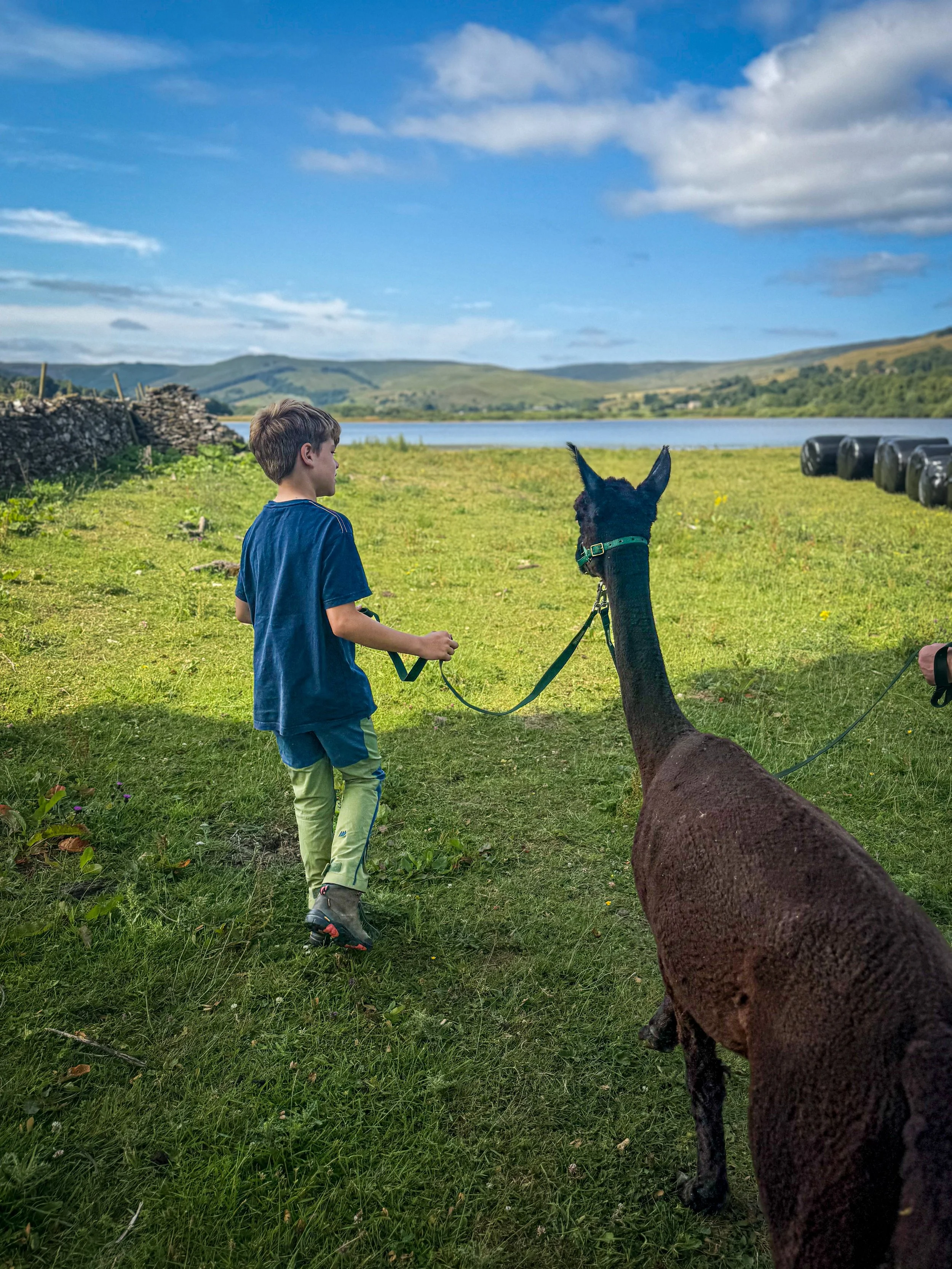Child walking alongside an alpacas with a lake in the distance