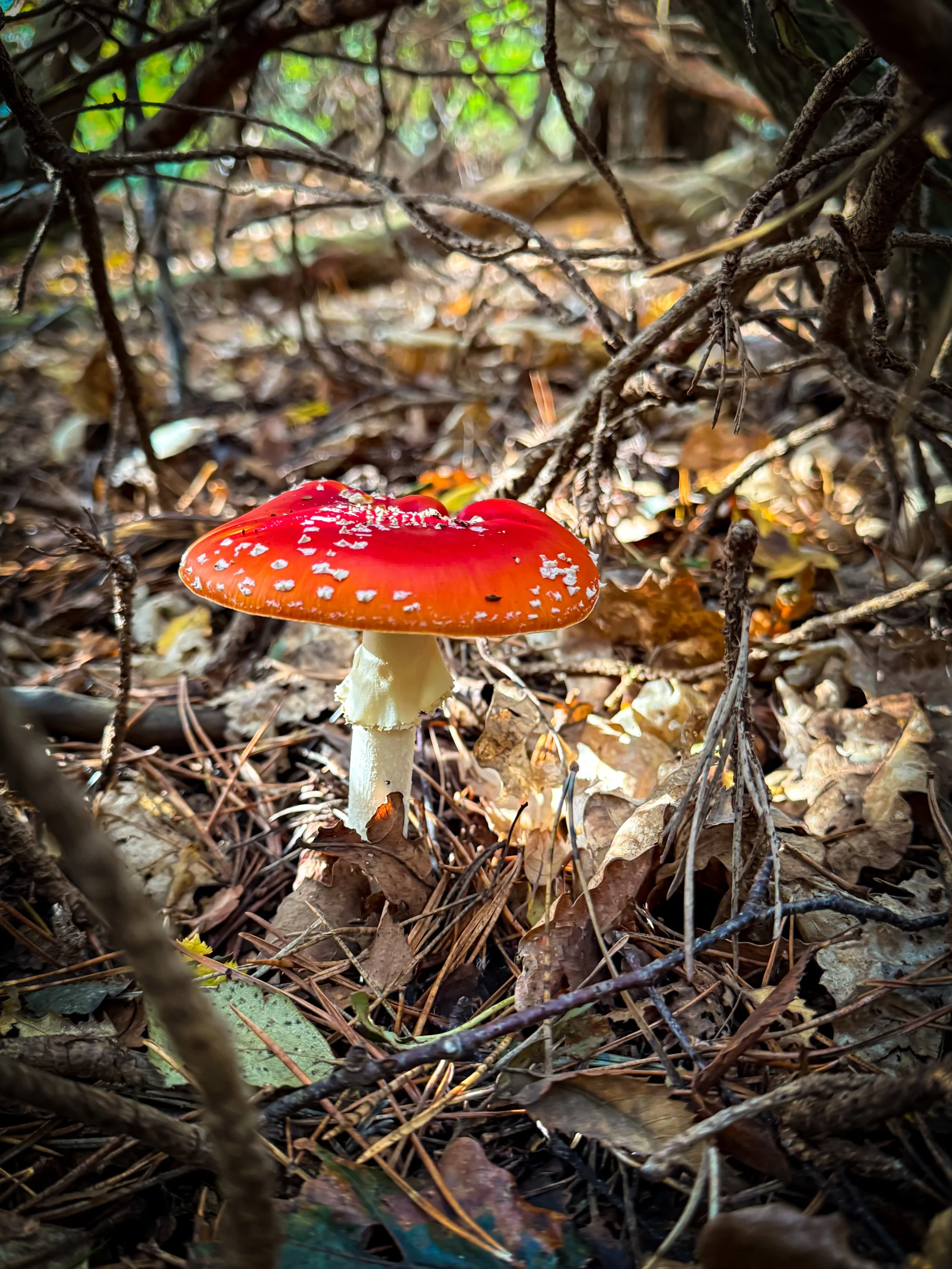 Fly agaric fugus in autumn leaves